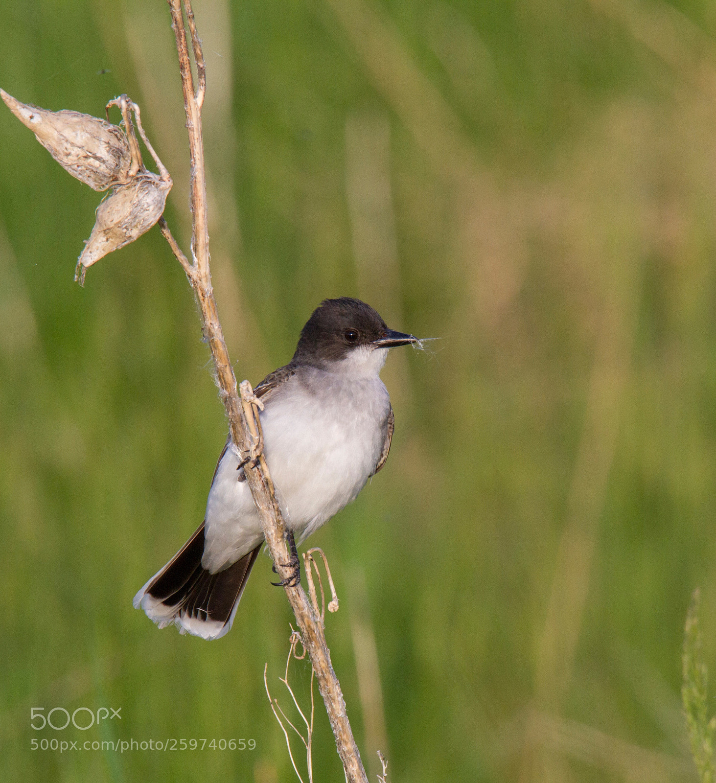 Canon EOS 7D sample photo. Eastern kingbird photography
