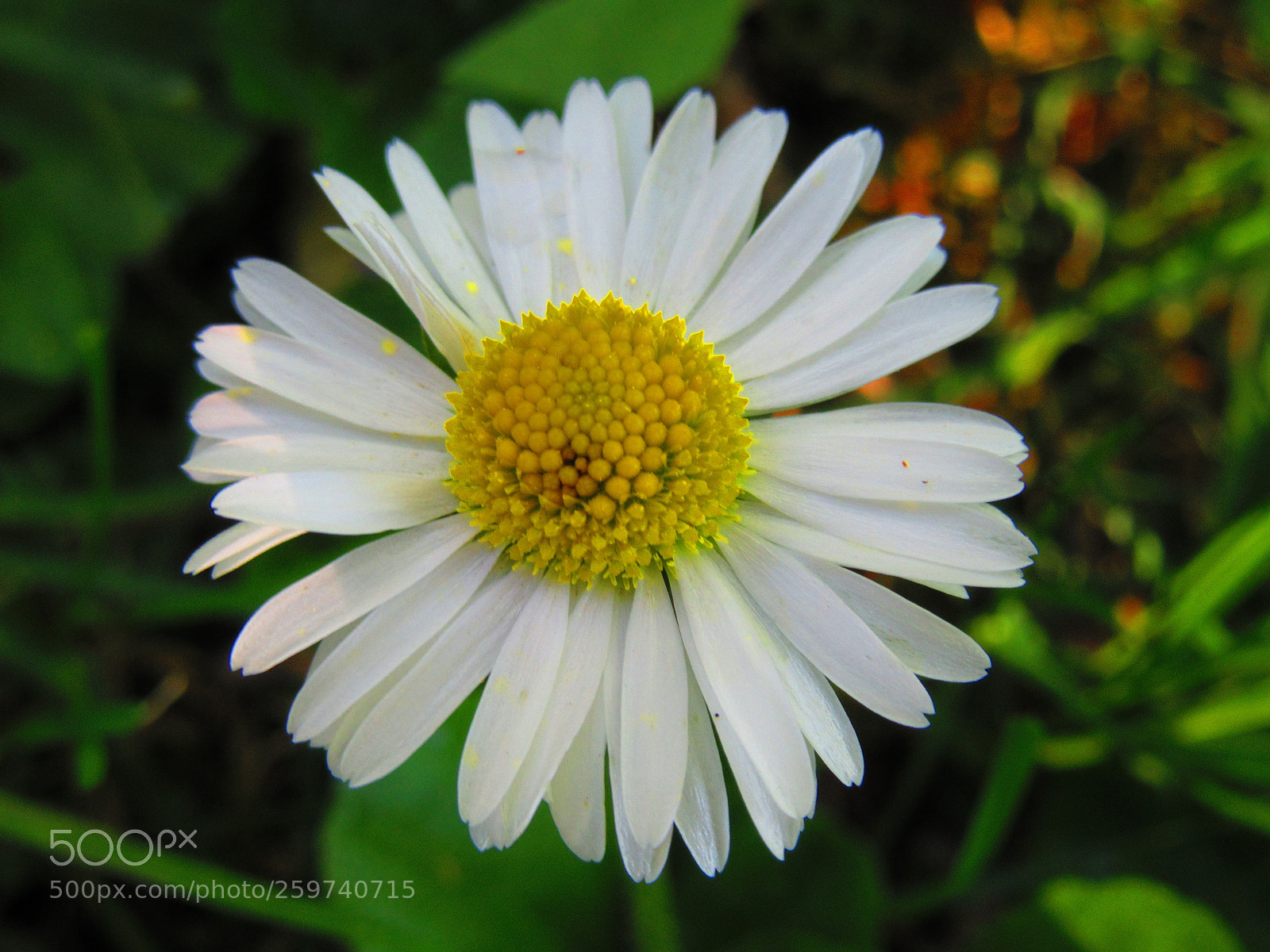 Canon PowerShot SX610 HS sample photo. White daisy photography