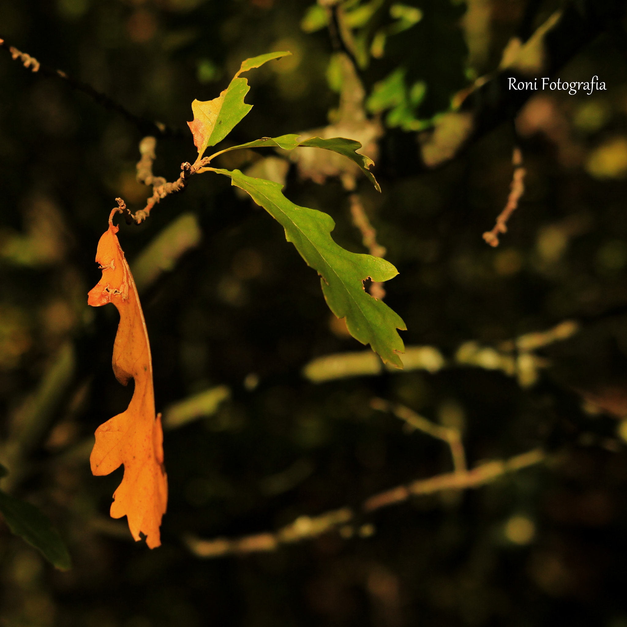 Canon EOS 600D (Rebel EOS T3i / EOS Kiss X5) sample photo. Colour of autumn photography