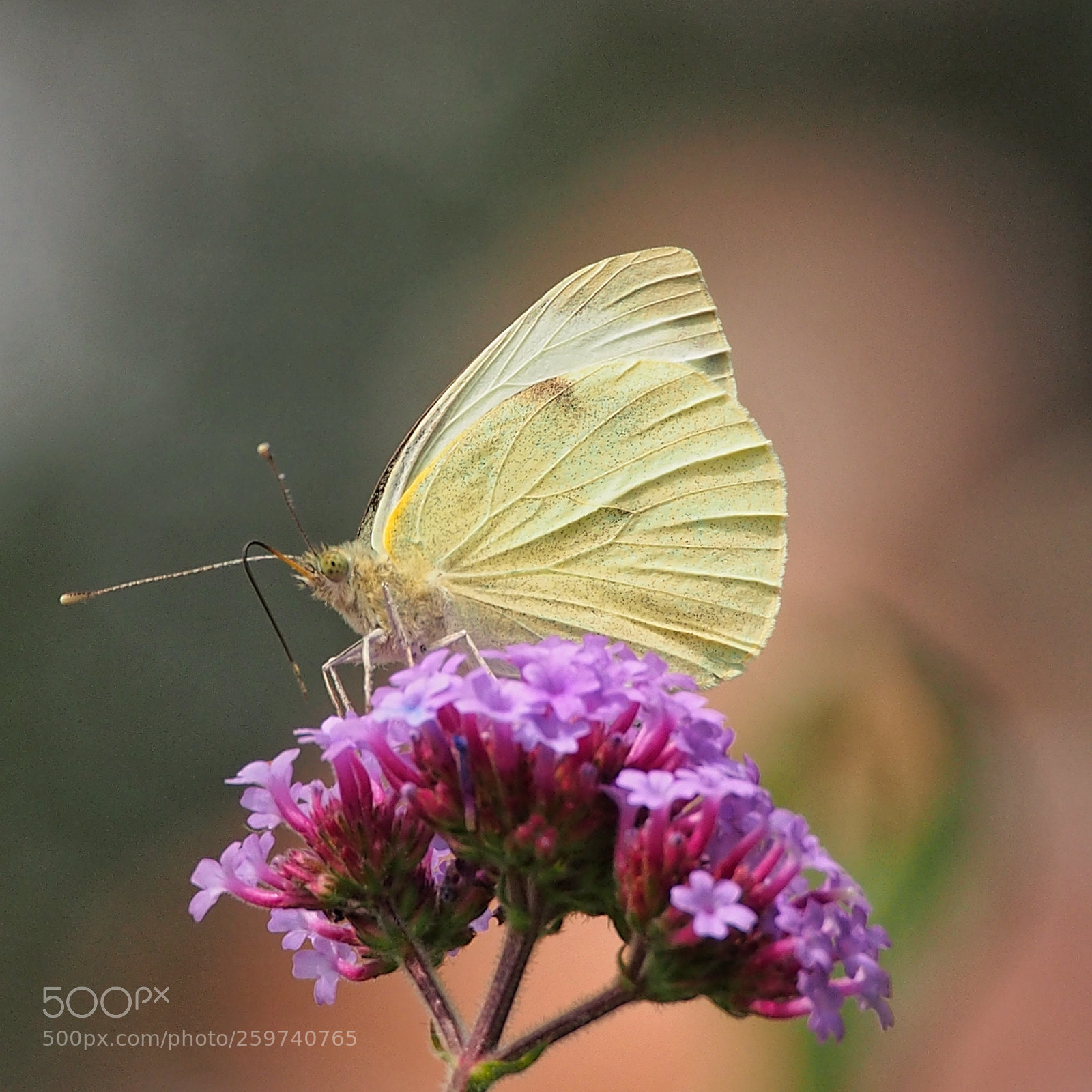 Olympus OM-D E-M5 sample photo. Busy butterfly photography