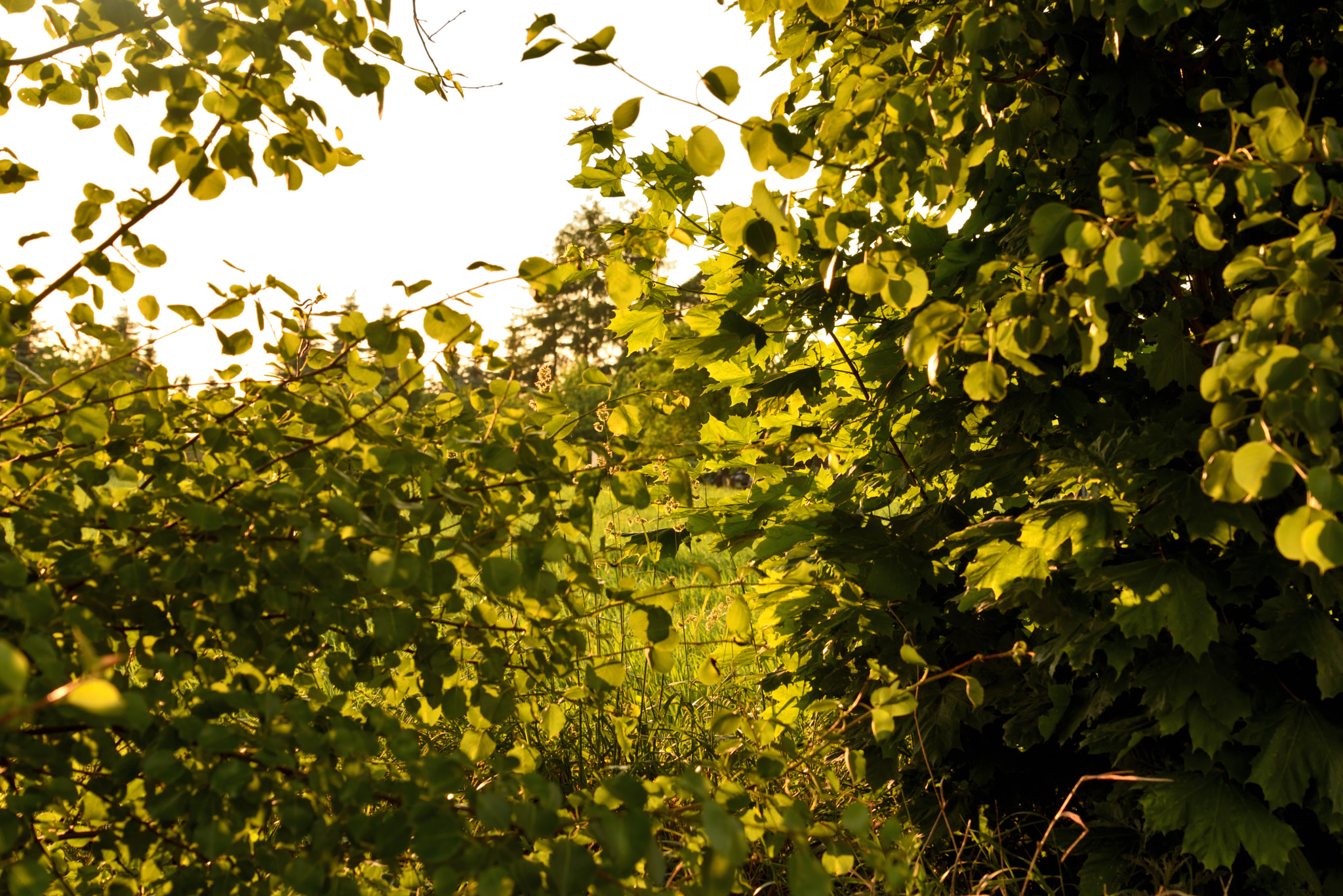 Nikon D750 sample photo. Saturday evening photography