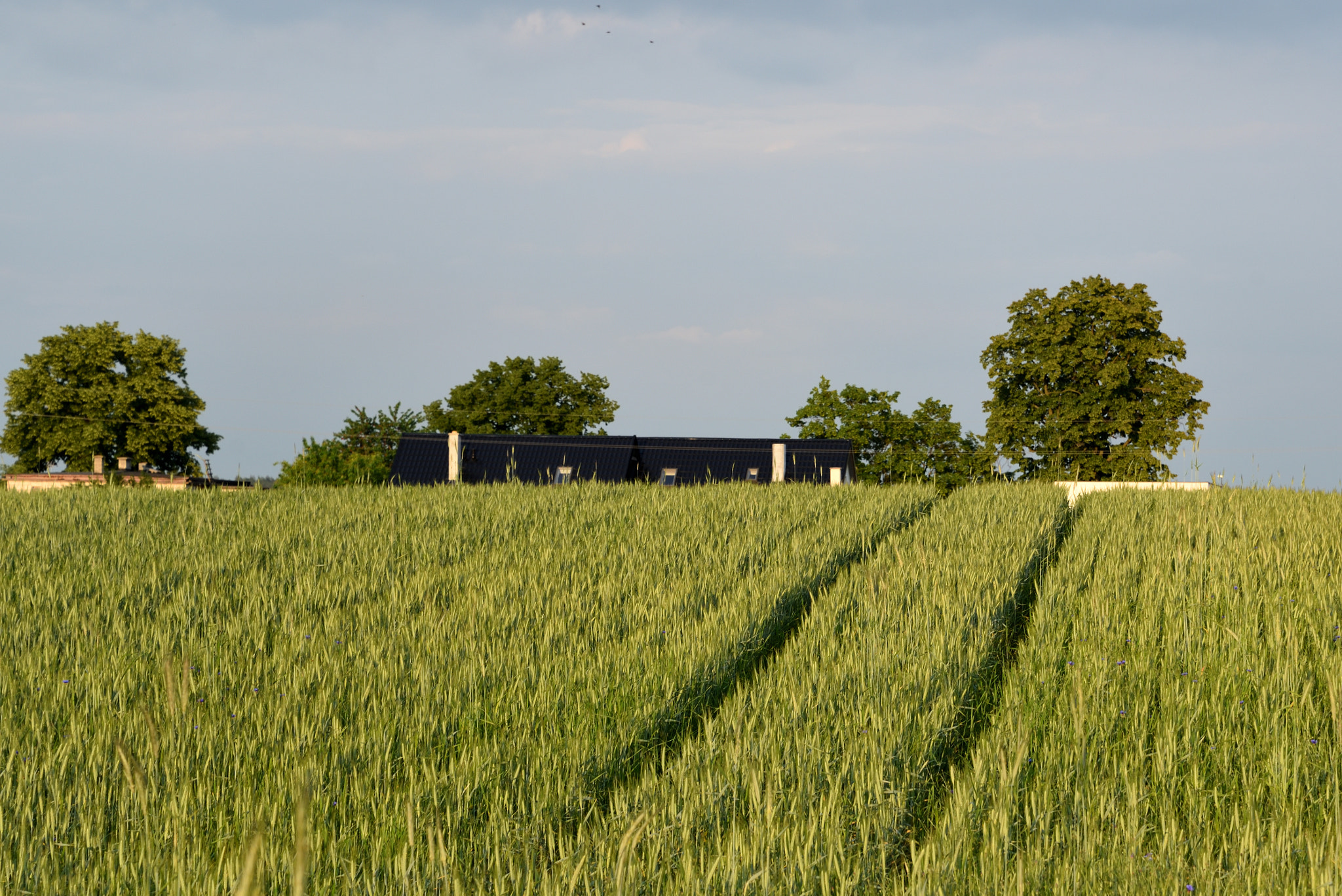 Nikon D750 sample photo. Saturday evening photography