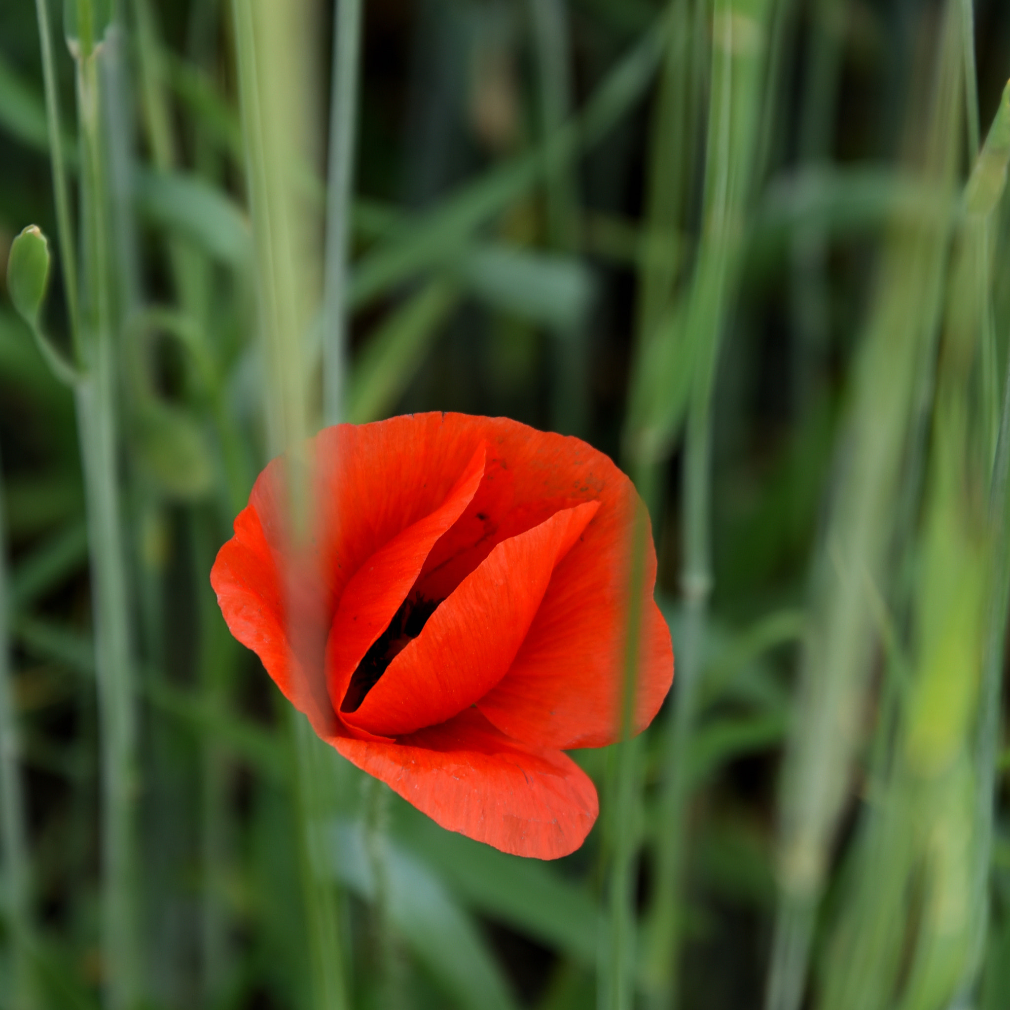 Nikon D750 sample photo. Saturday evening photography