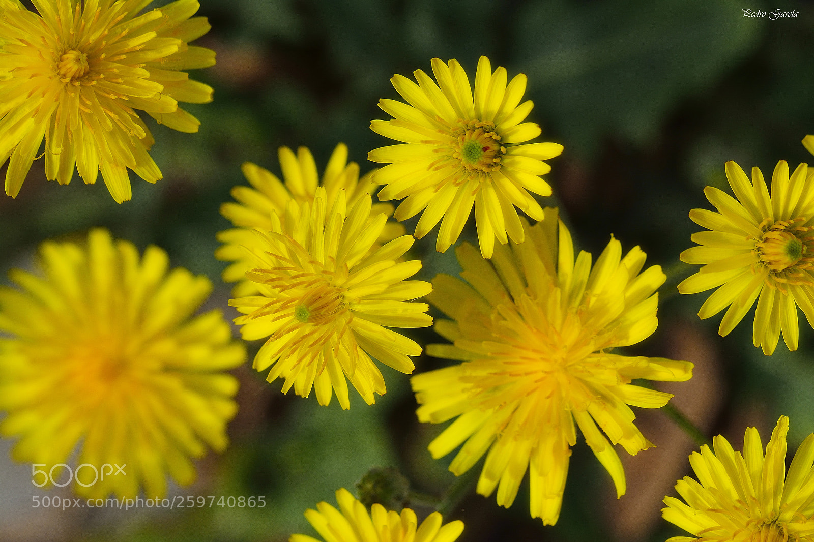 Nikon D7100 sample photo. Flowers yellow photography