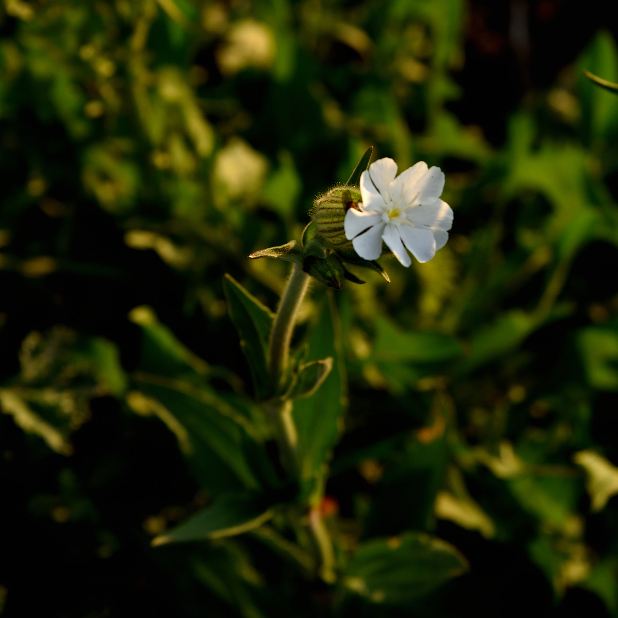 Nikon D750 sample photo. Saturday evening photography