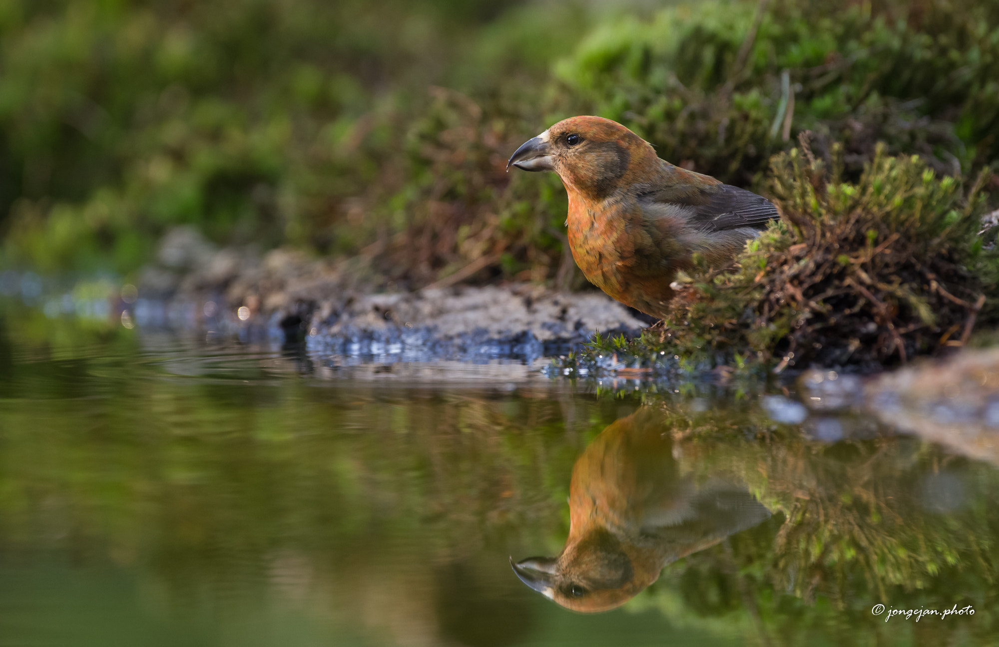 Pentax K-1 Mark II sample photo. Common crossbill photography