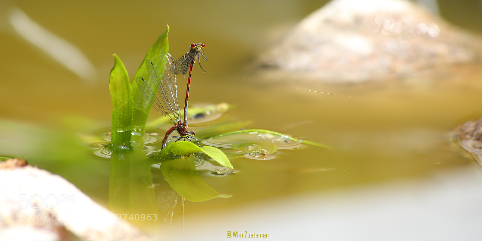 Canon EOS 6D sample photo. Juffers in vuur damsels photography
