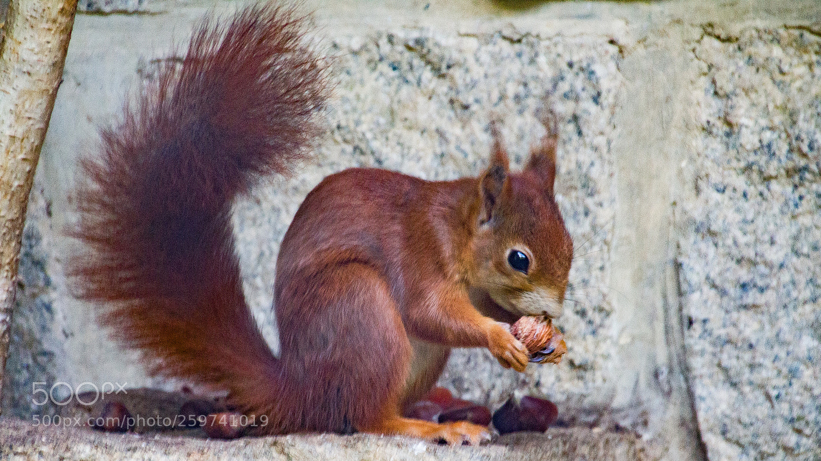 Canon EOS 650D (EOS Rebel T4i / EOS Kiss X6i) sample photo. Munchies photography