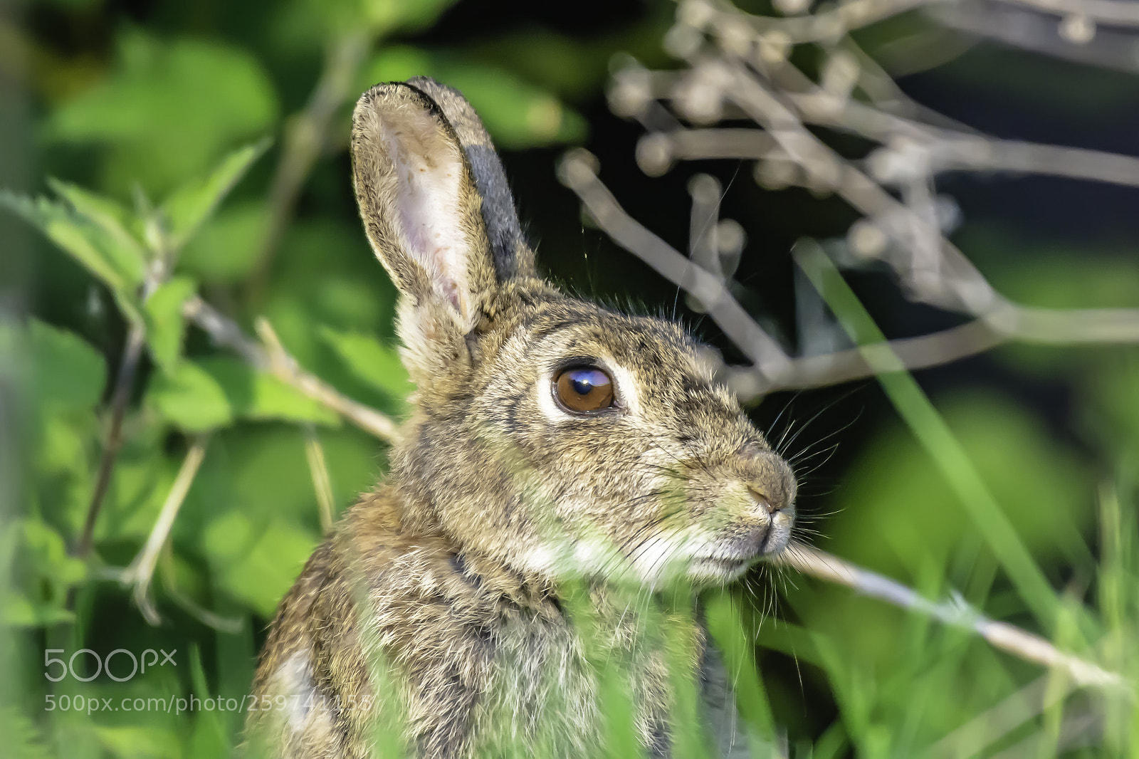 Nikon D7200 sample photo. Hare hiding in woods photography