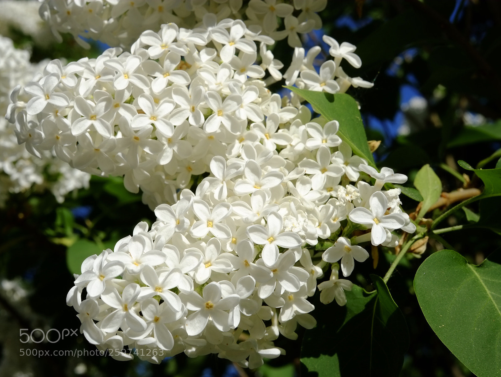 Fujifilm X-E1 sample photo. Almost summer photography