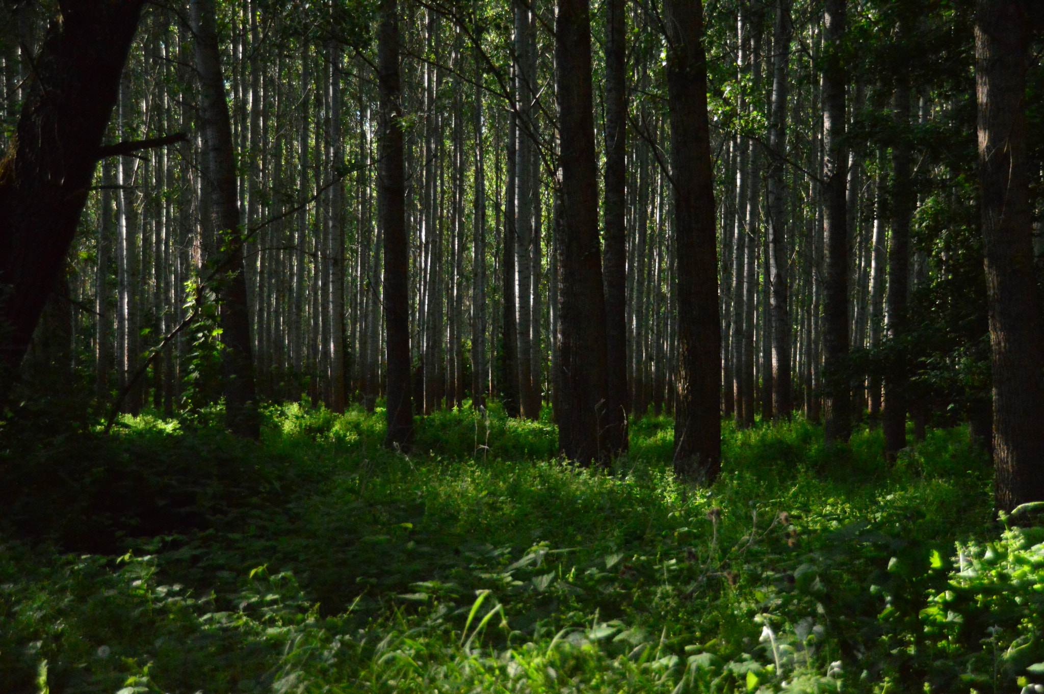 Sigma 18-250mm F3.5-6.3 DC Macro OS HSM sample photo. Dark forest photography