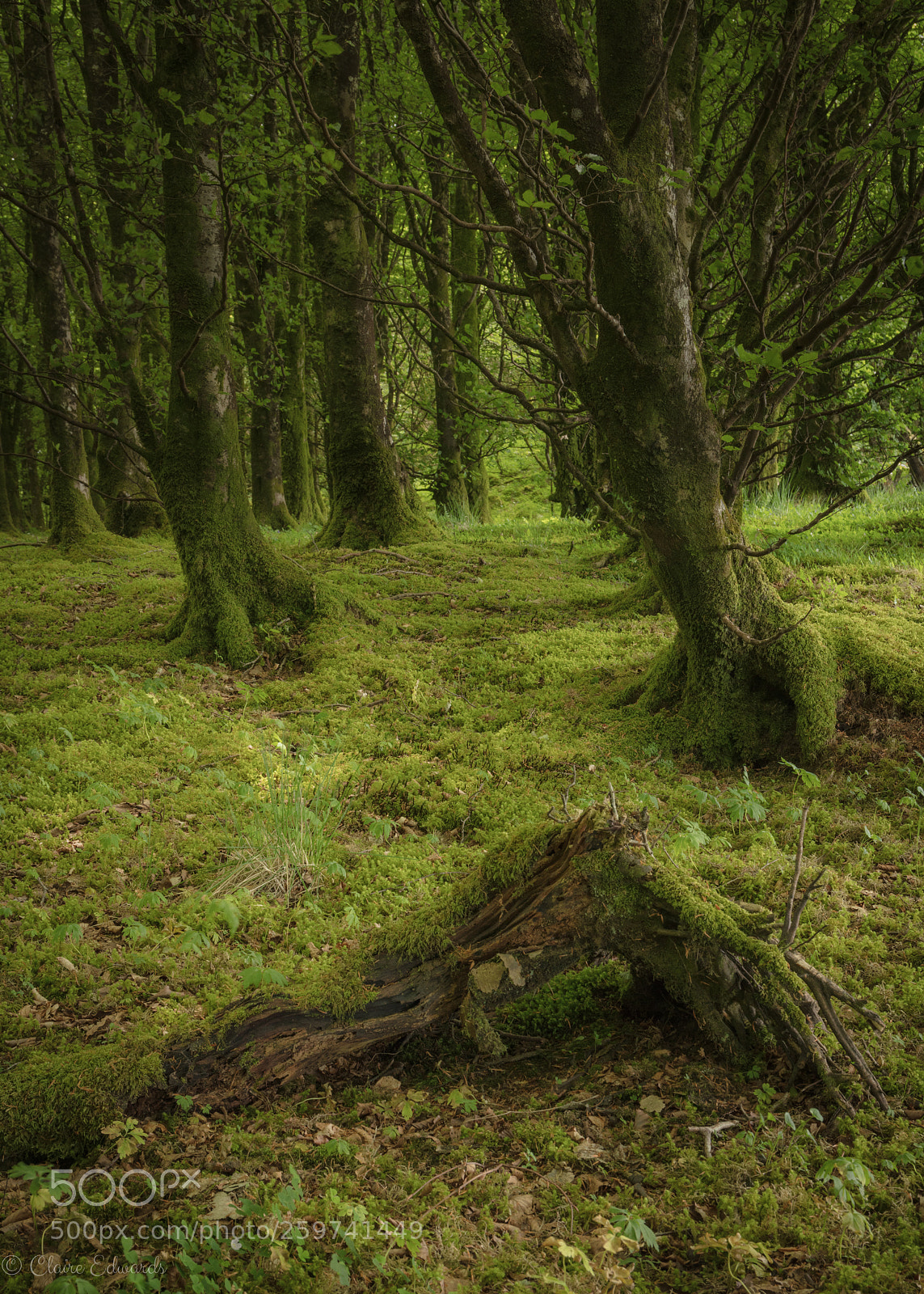 Canon EOS 5DS sample photo. Emerald forest photography