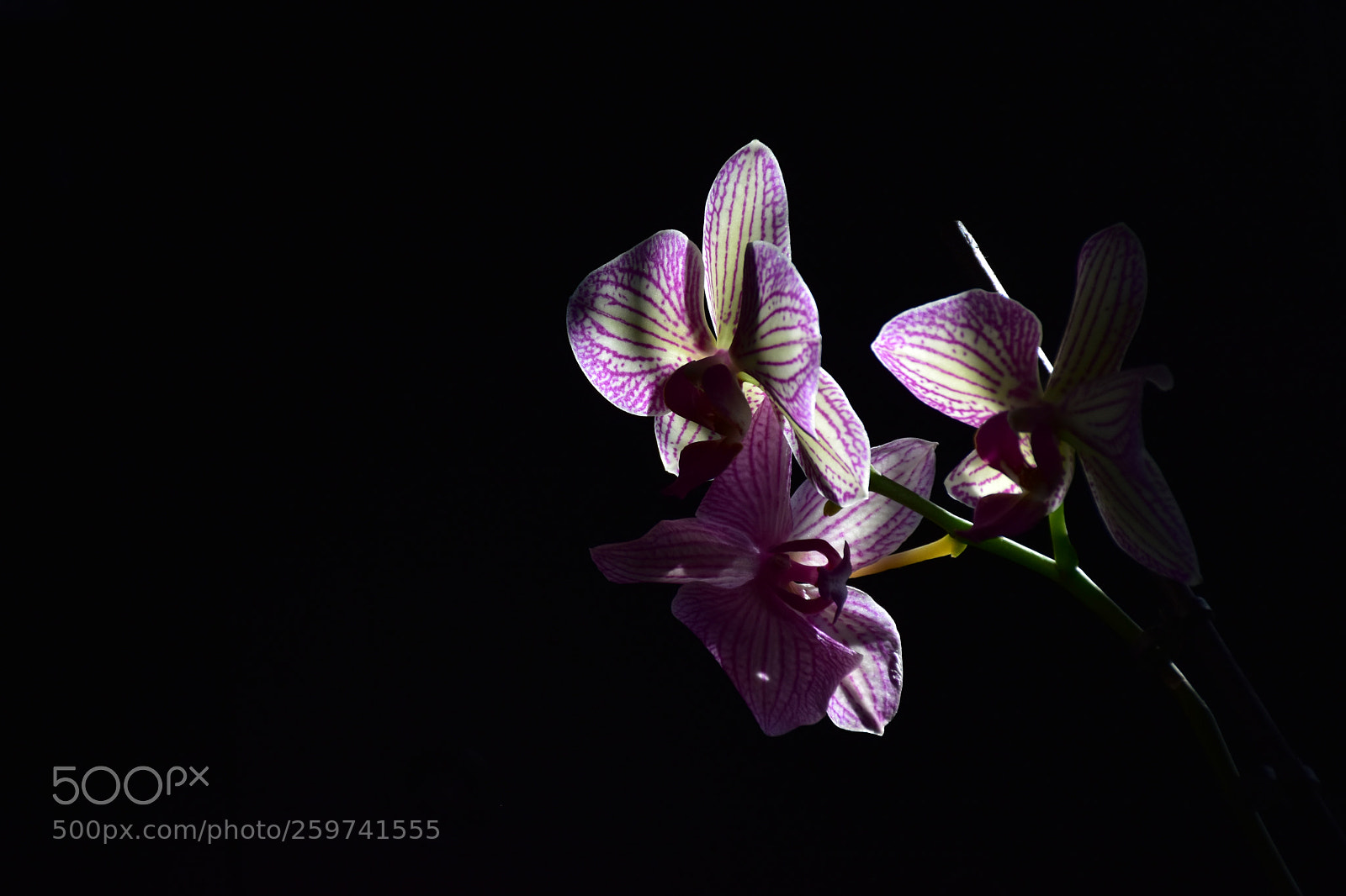 Nikon D7200 sample photo. Orchid photography