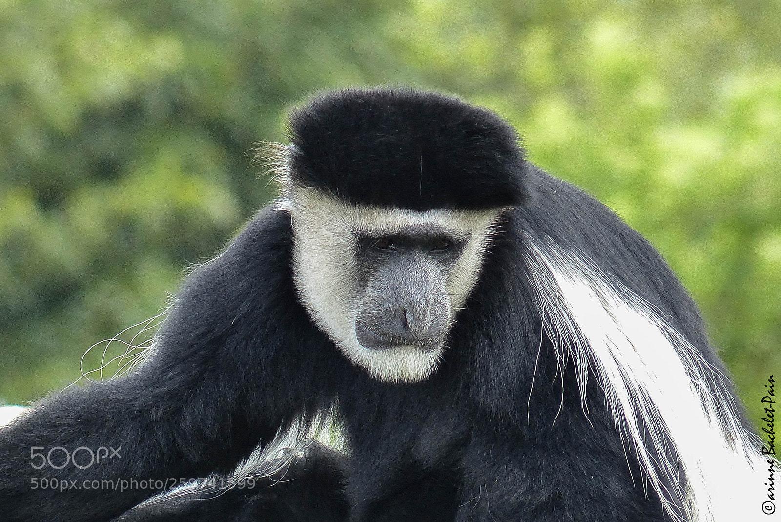 Panasonic Lumix DMC-FZ200 sample photo. Colobe guereza, pensif photography