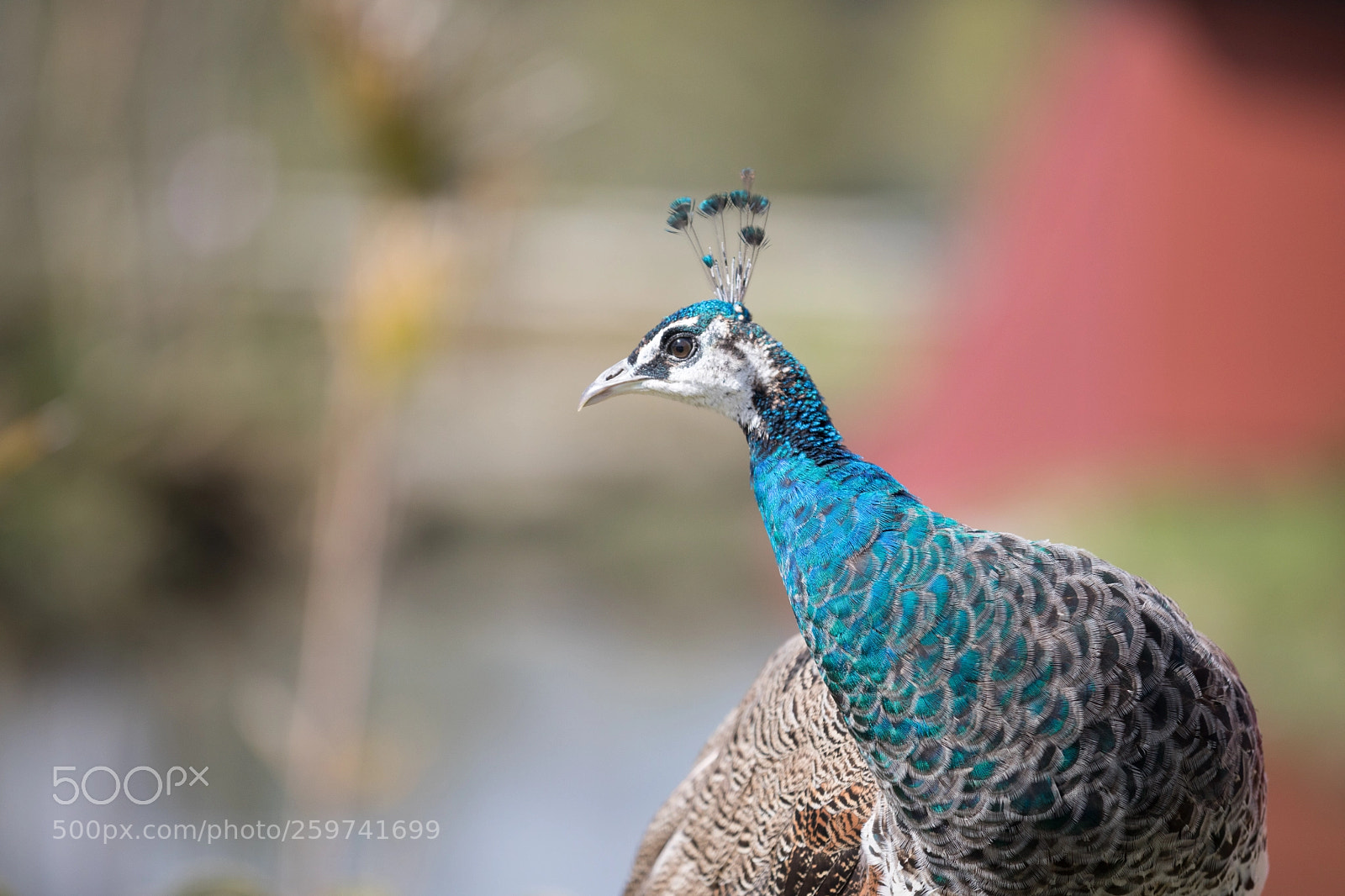 Canon EOS 5D Mark IV sample photo. Indian peafowl (peahen) photography