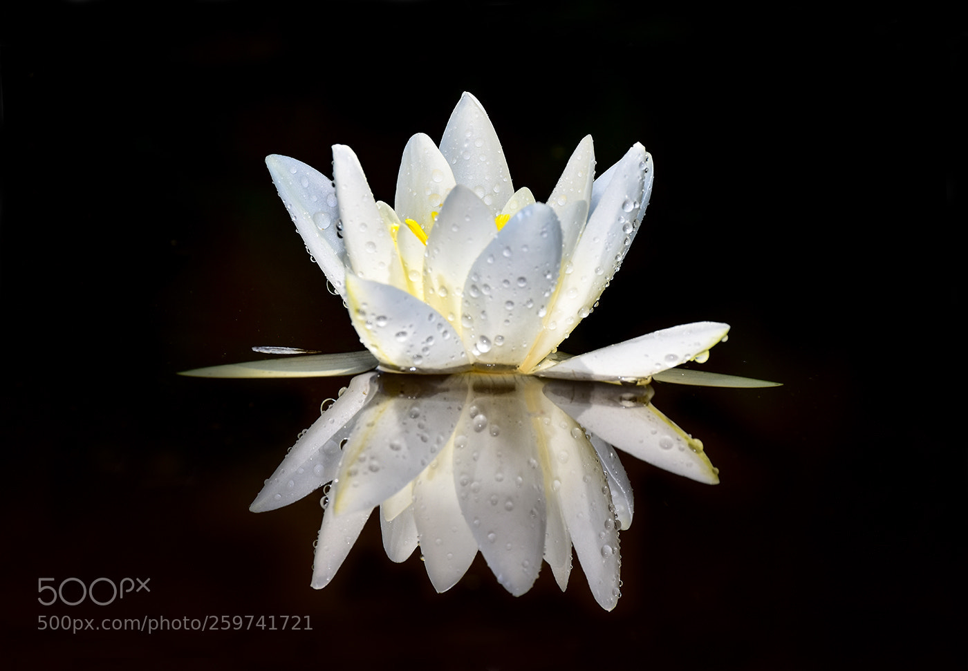 Nikon D7200 sample photo. 29.05.2018 - 7 photography