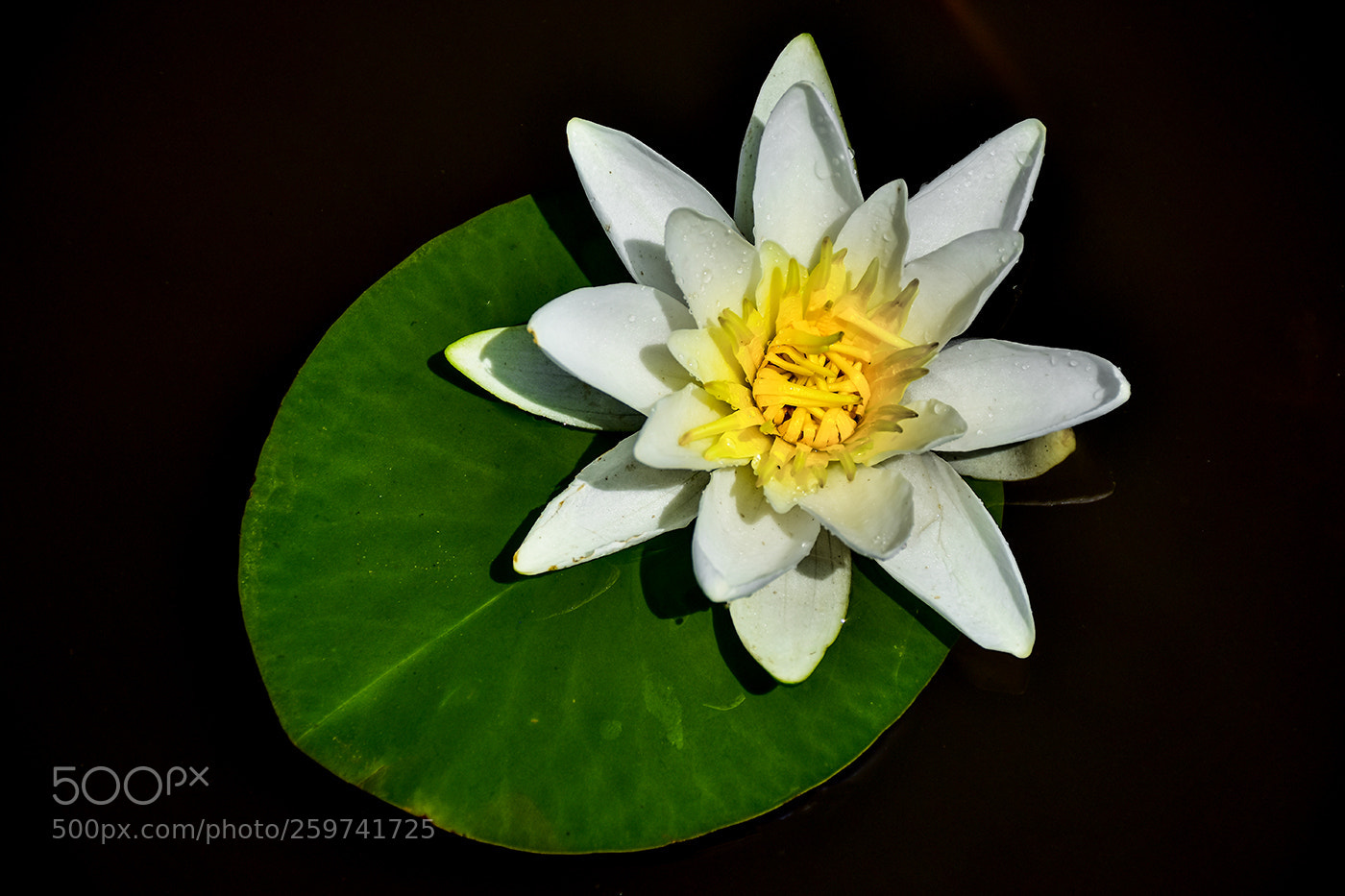 Nikon D7200 sample photo. 29.05.2018 - 8 photography