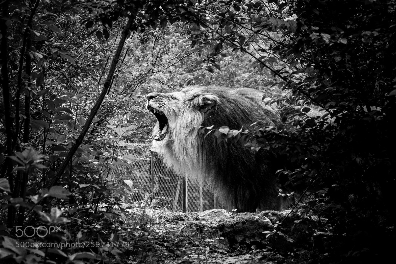 Canon EOS 700D (EOS Rebel T5i / EOS Kiss X7i) sample photo. Lion king photography