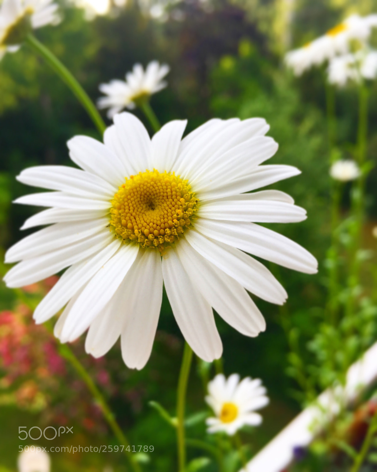 Apple iPhone 6 sample photo. Little flower photography
