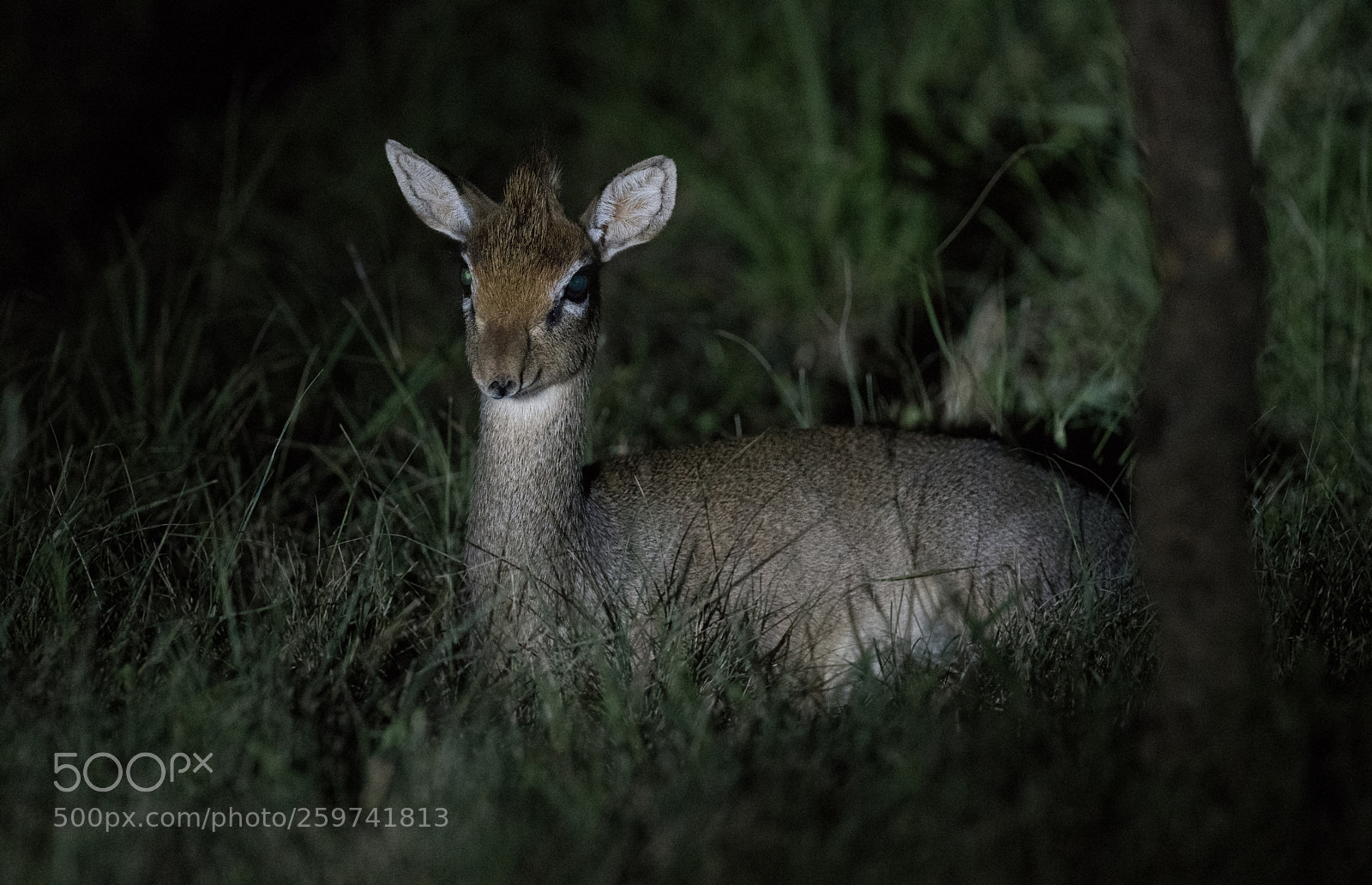 Nikon D850 sample photo. Kirk-kikdiks photography