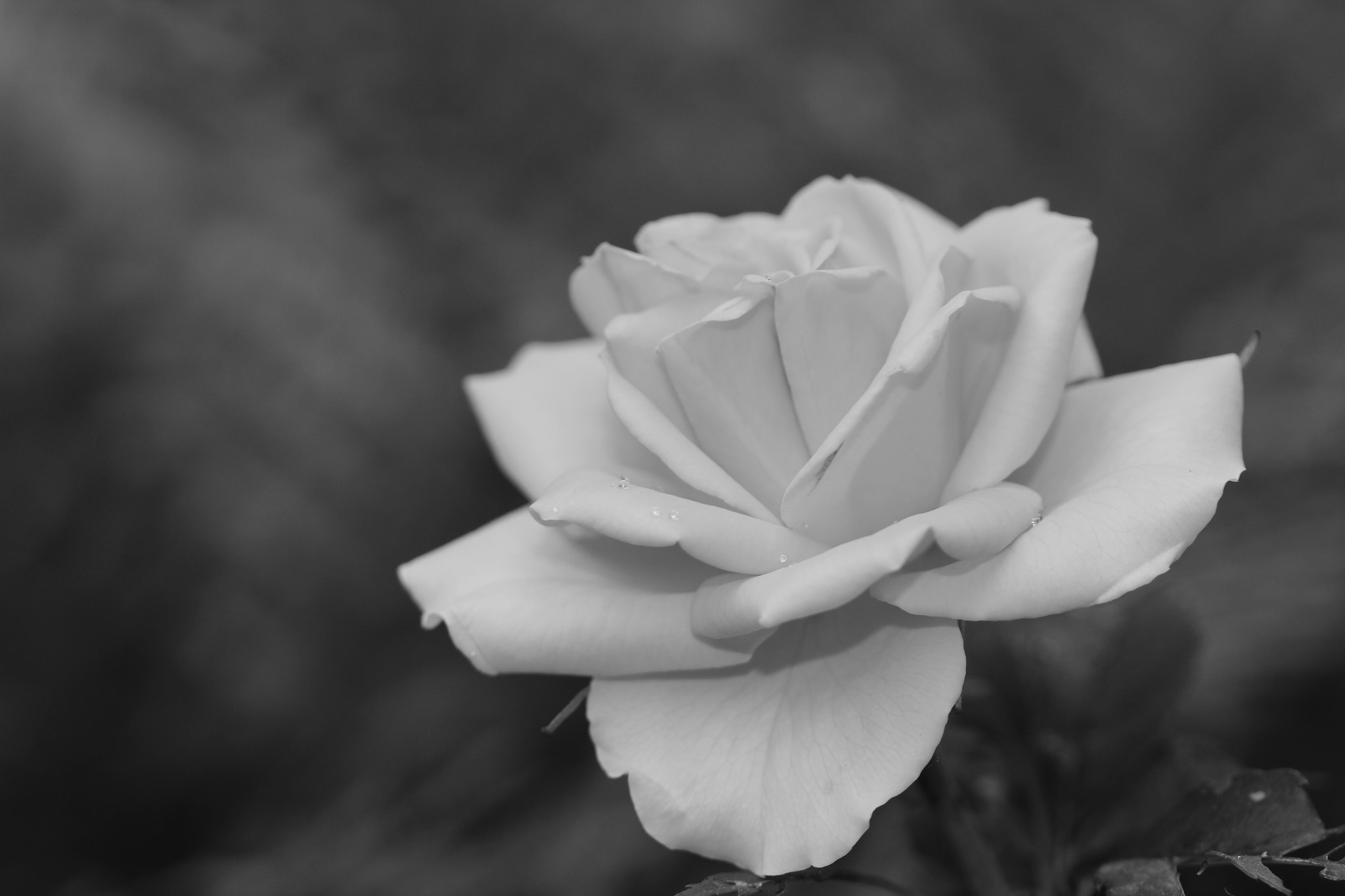 Canon EF-S 60mm F2.8 Macro USM sample photo. Img photography
