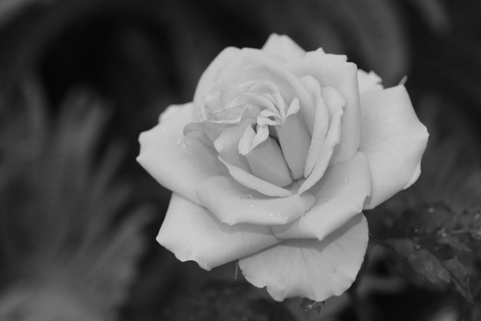 Canon EF-S 60mm F2.8 Macro USM sample photo. Img photography