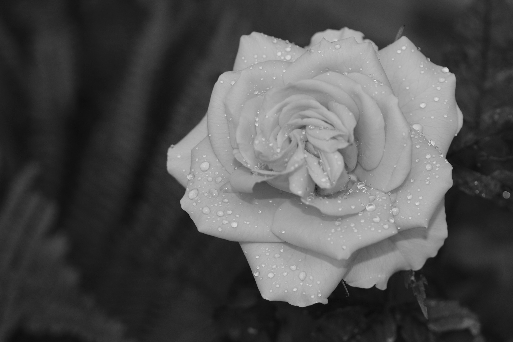 Canon EF-S 60mm F2.8 Macro USM sample photo. Img photography