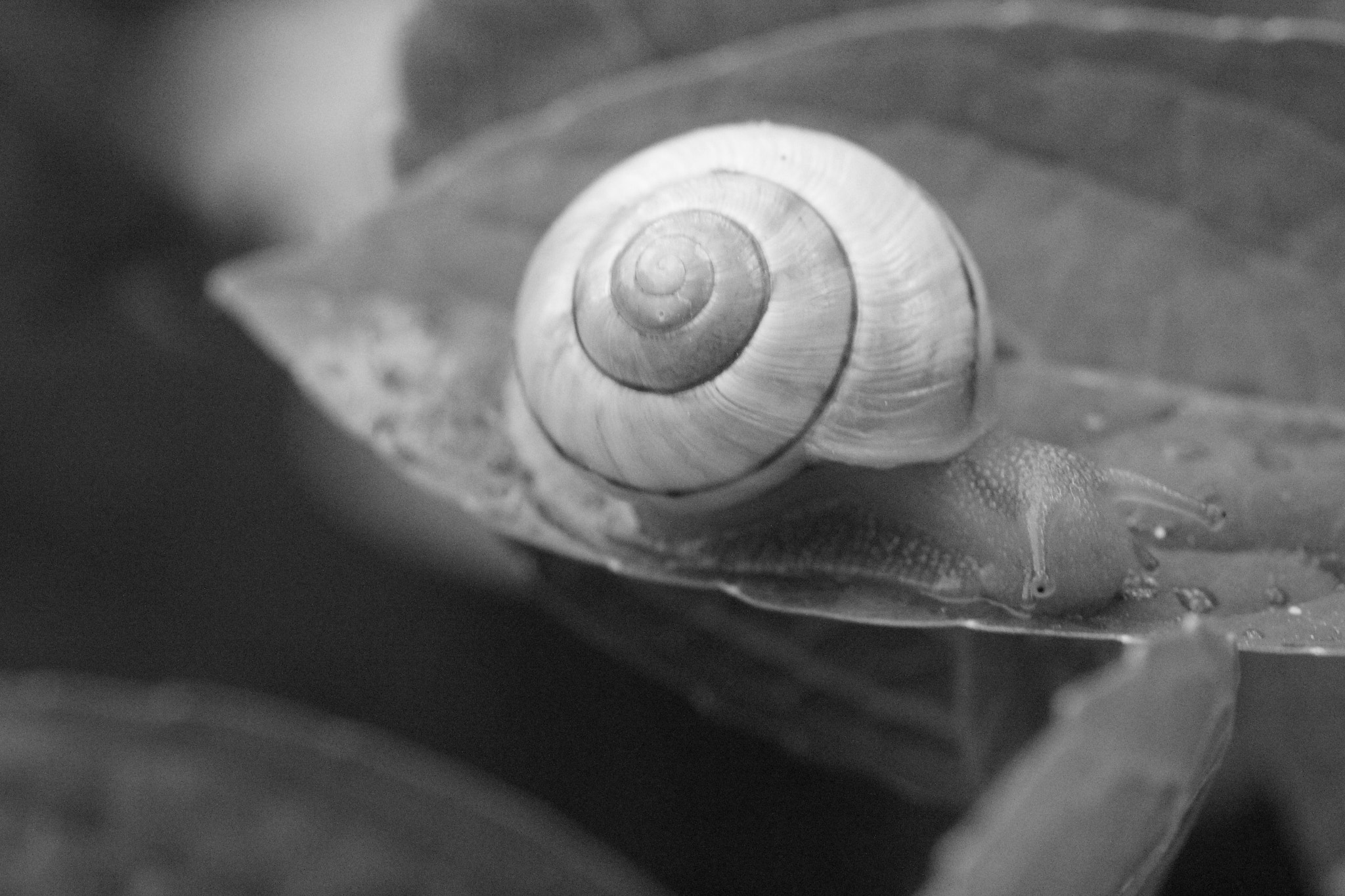 Canon EF-S 60mm F2.8 Macro USM sample photo. Img photography
