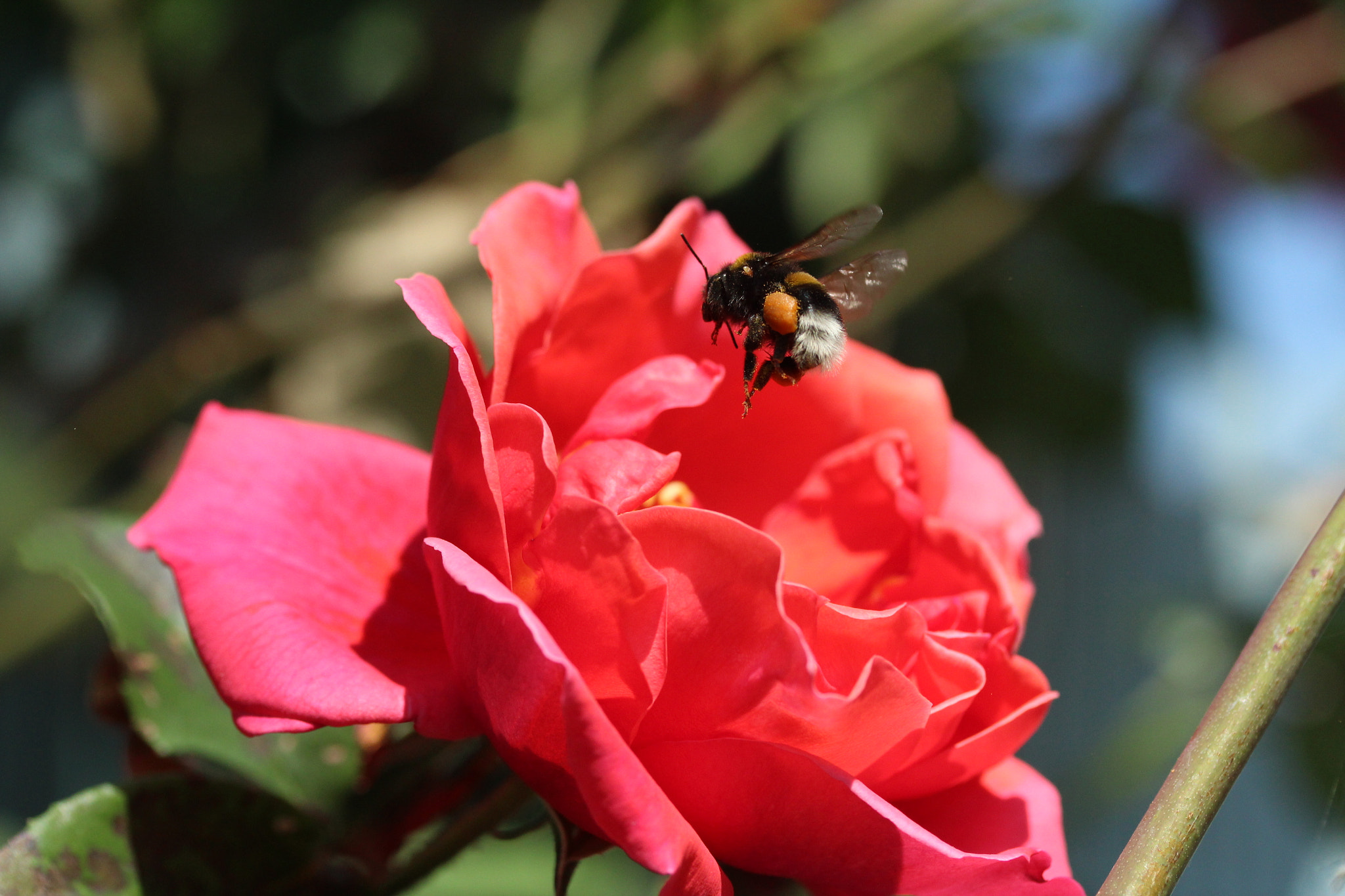 Canon EF-S 60mm F2.8 Macro USM sample photo. Img photography