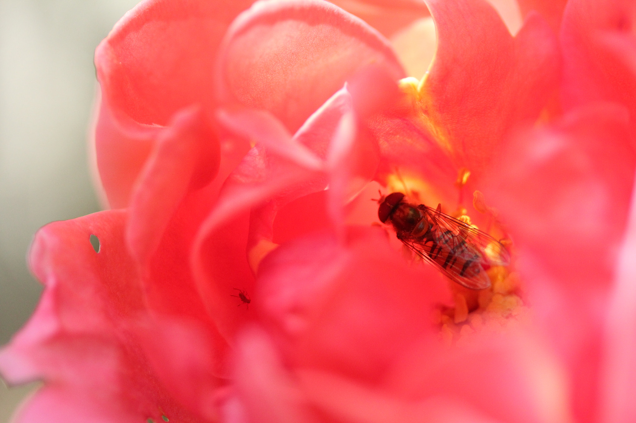 Canon EF-S 60mm F2.8 Macro USM sample photo. Img photography