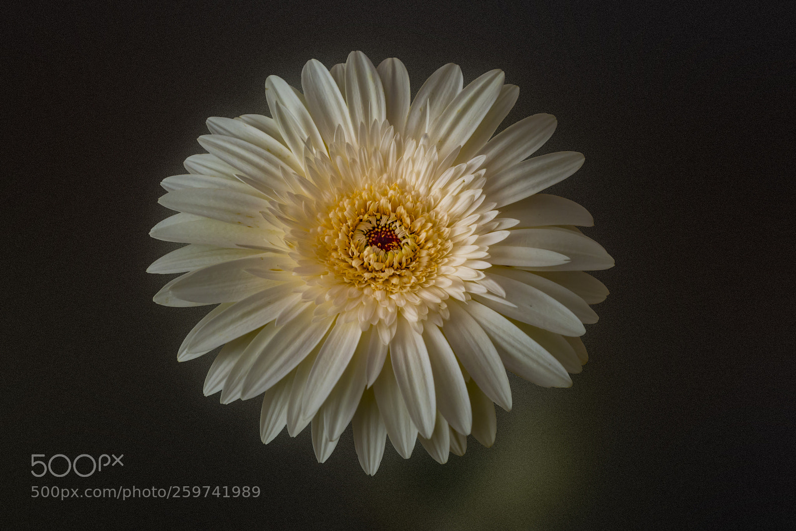 Nikon D610 sample photo. Gerbera daisy photography