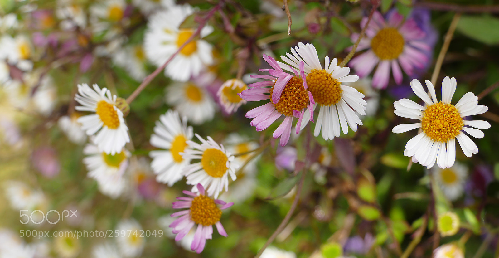 Panasonic Lumix DMC-FZ1000 sample photo. Daisy chain photography