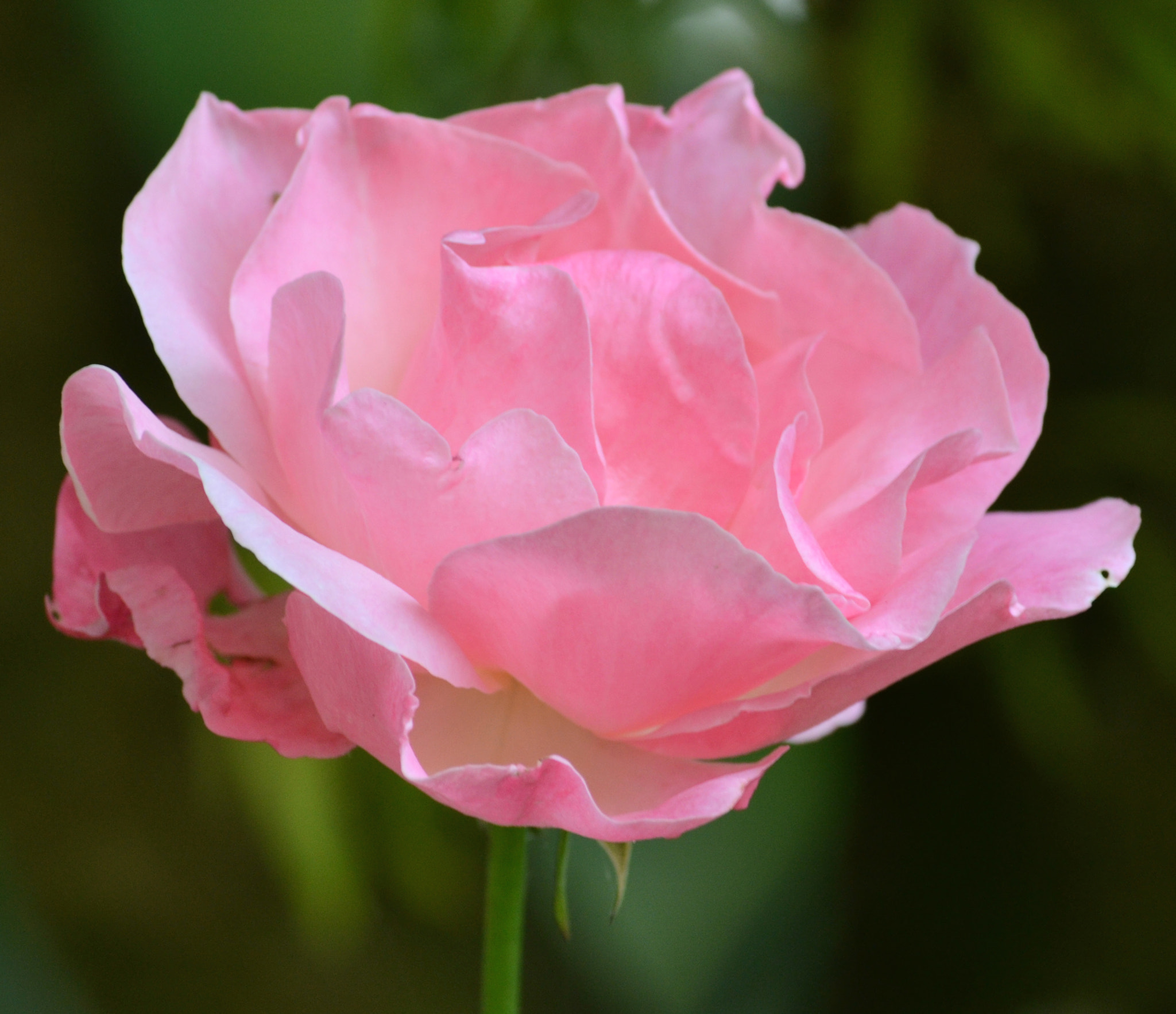 Nikon D3100 sample photo. Flor 3 photography