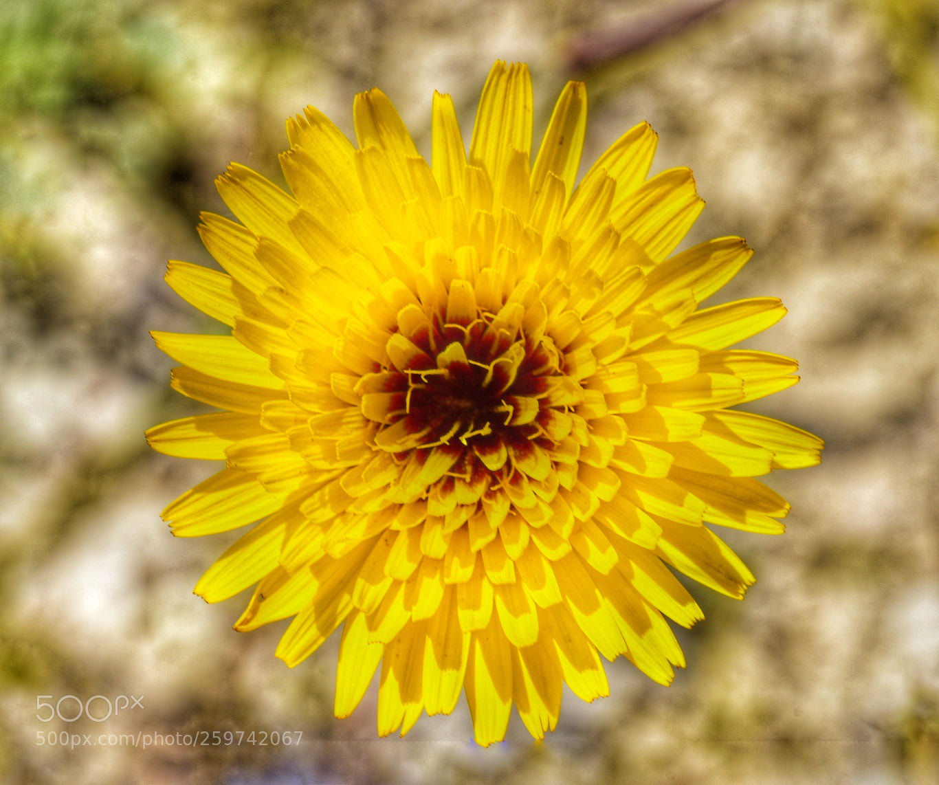 Nikon D5500 sample photo. Yellow photography