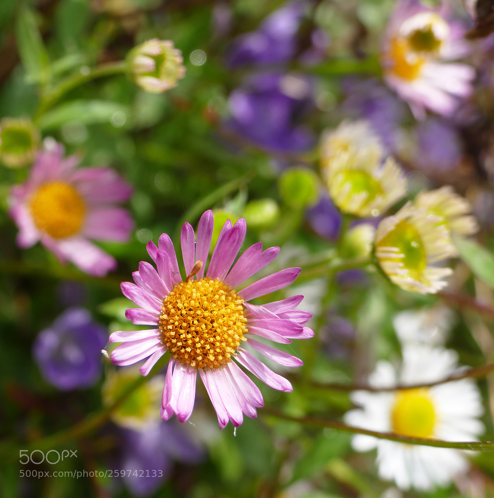 Panasonic Lumix DMC-FZ1000 sample photo. Pink daisy photography