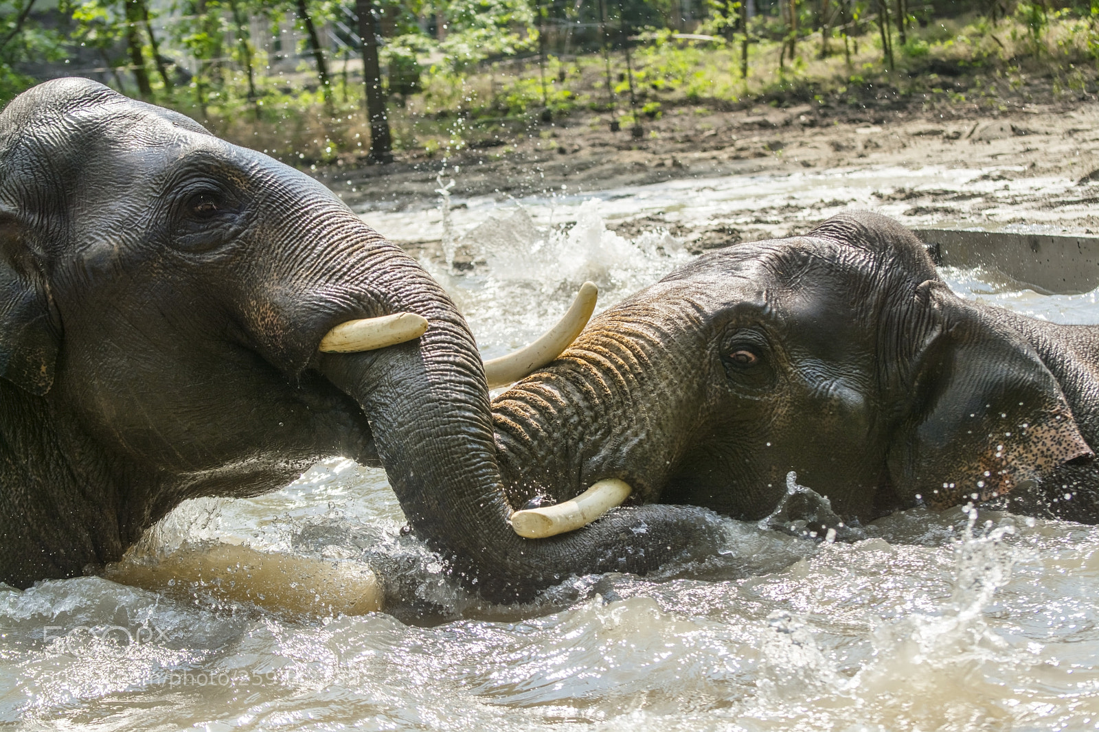 Nikon D7100 sample photo. Asian elephants fighting in photography