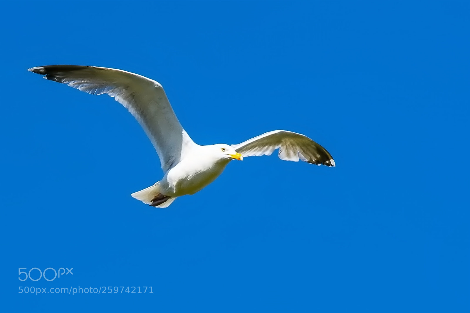 Nikon D500 sample photo. Flight of a seagull photography