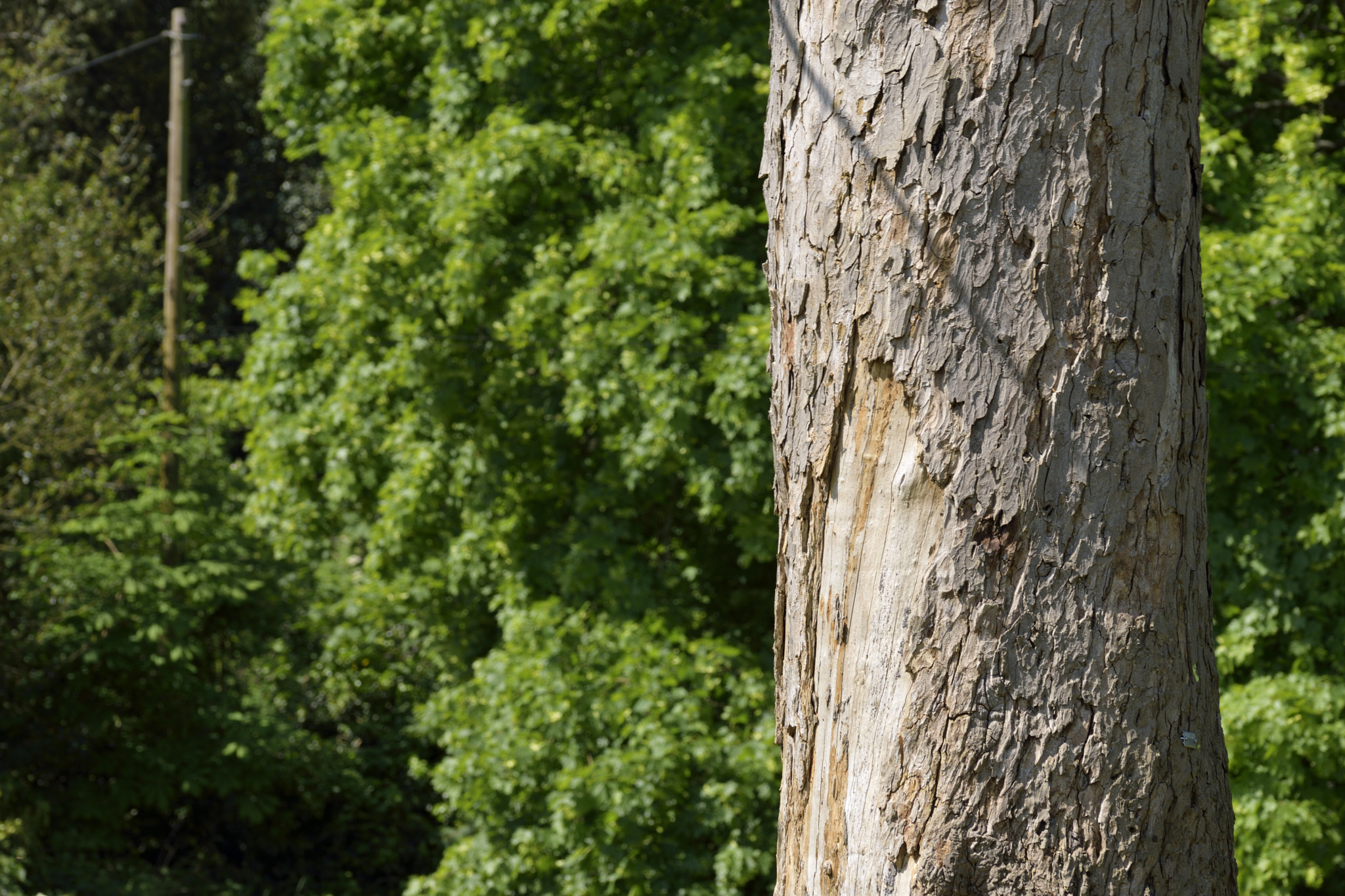 Sigma 105mm F2.8 EX DG OS HSM sample photo. Tree photography