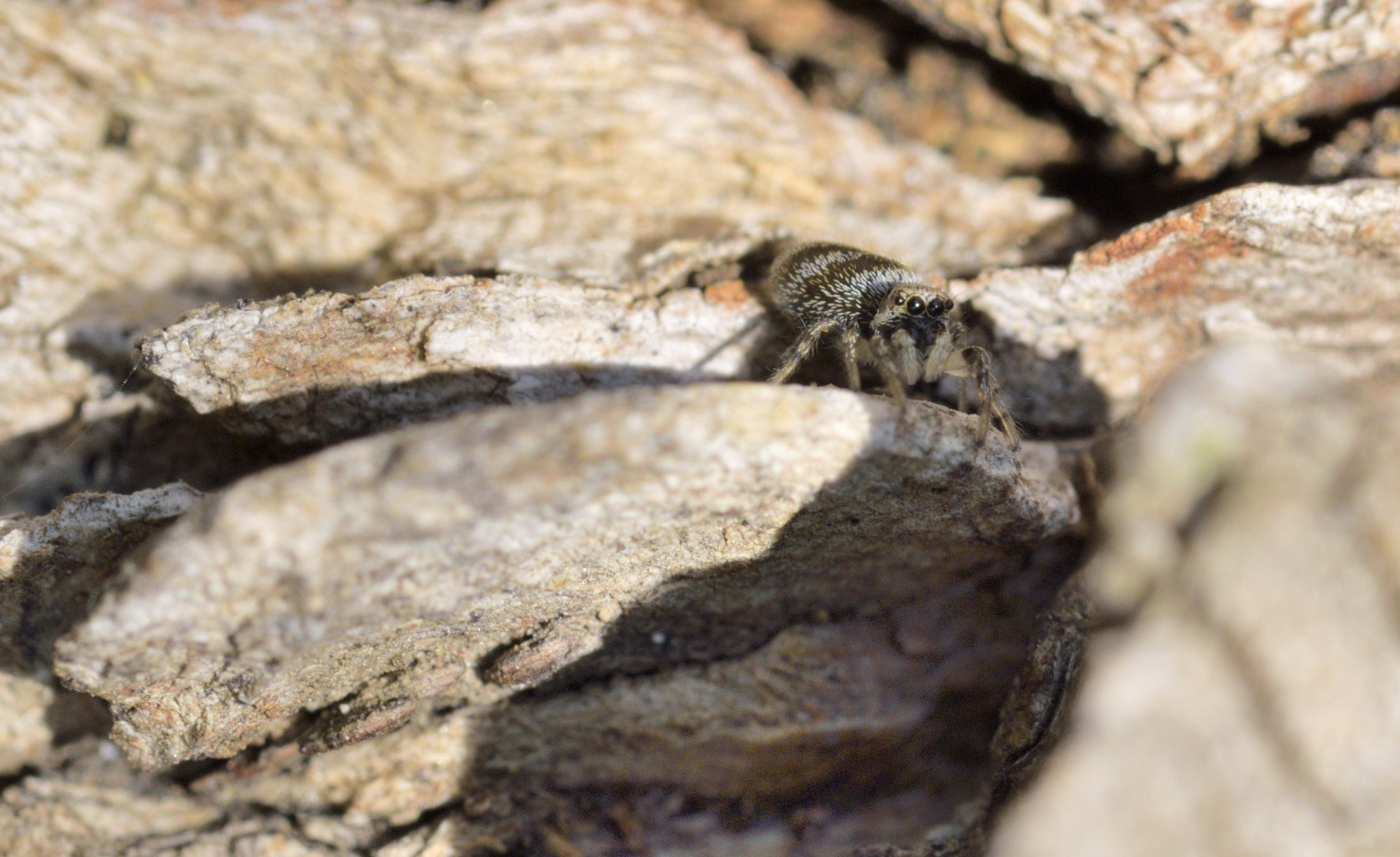 Sigma 105mm F2.8 EX DG OS HSM sample photo. Spider photography