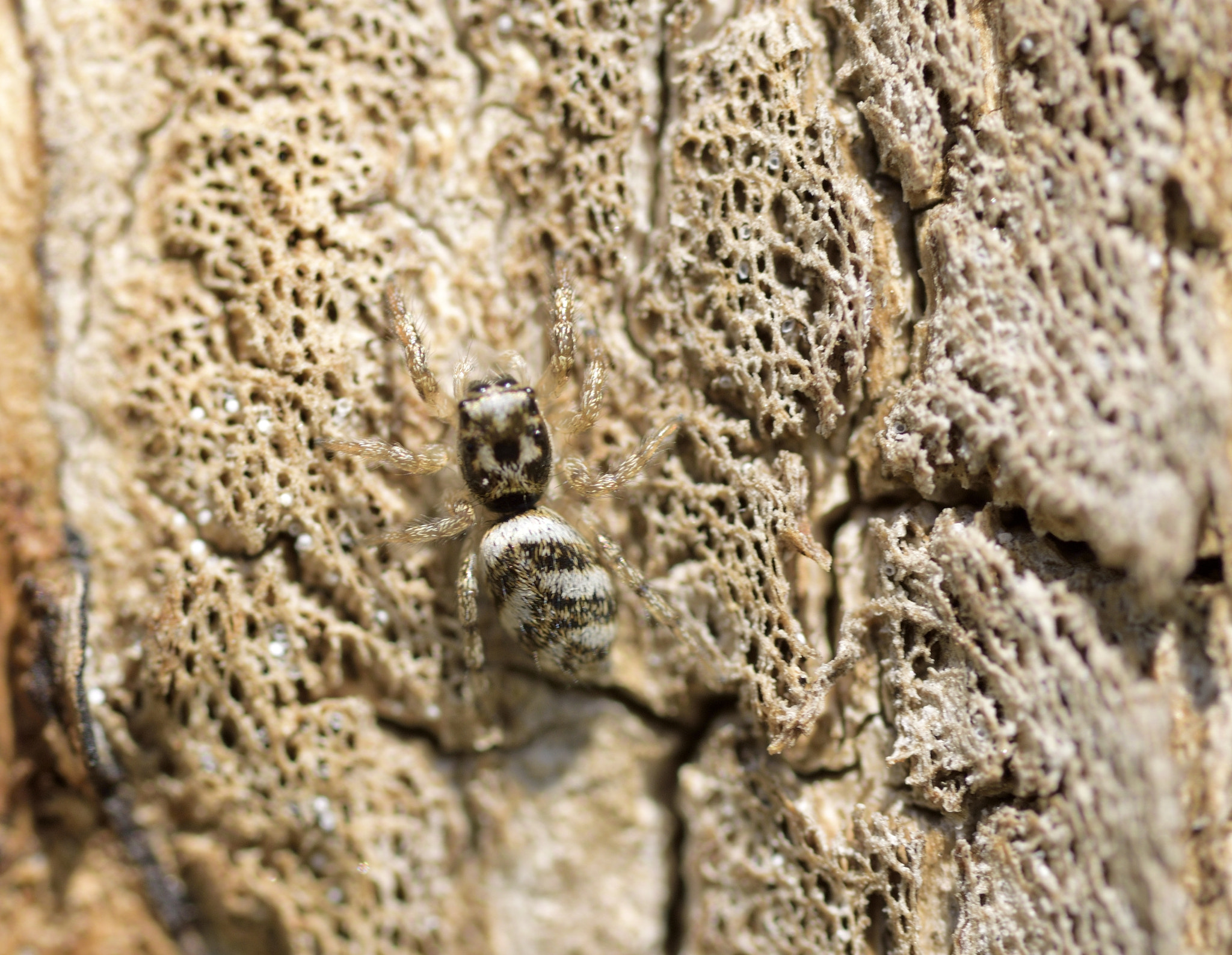 Sigma 105mm F2.8 EX DG OS HSM sample photo. Spider photography