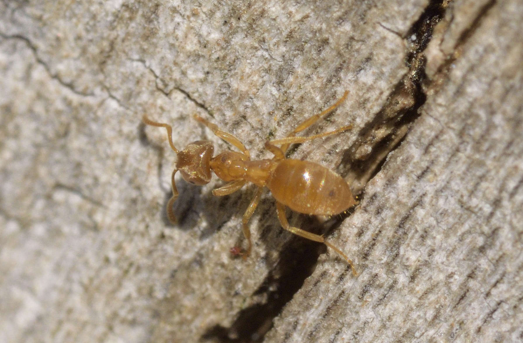 Sigma 105mm F2.8 EX DG OS HSM sample photo. Ant photography