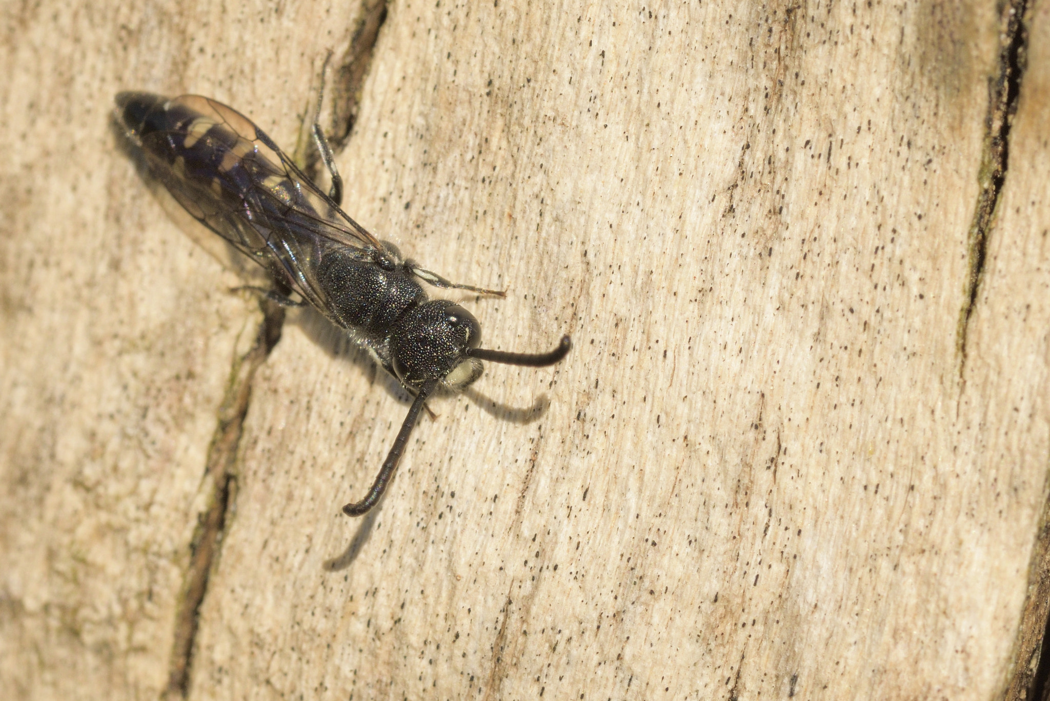 Sigma 105mm F2.8 EX DG OS HSM sample photo. Insect photography