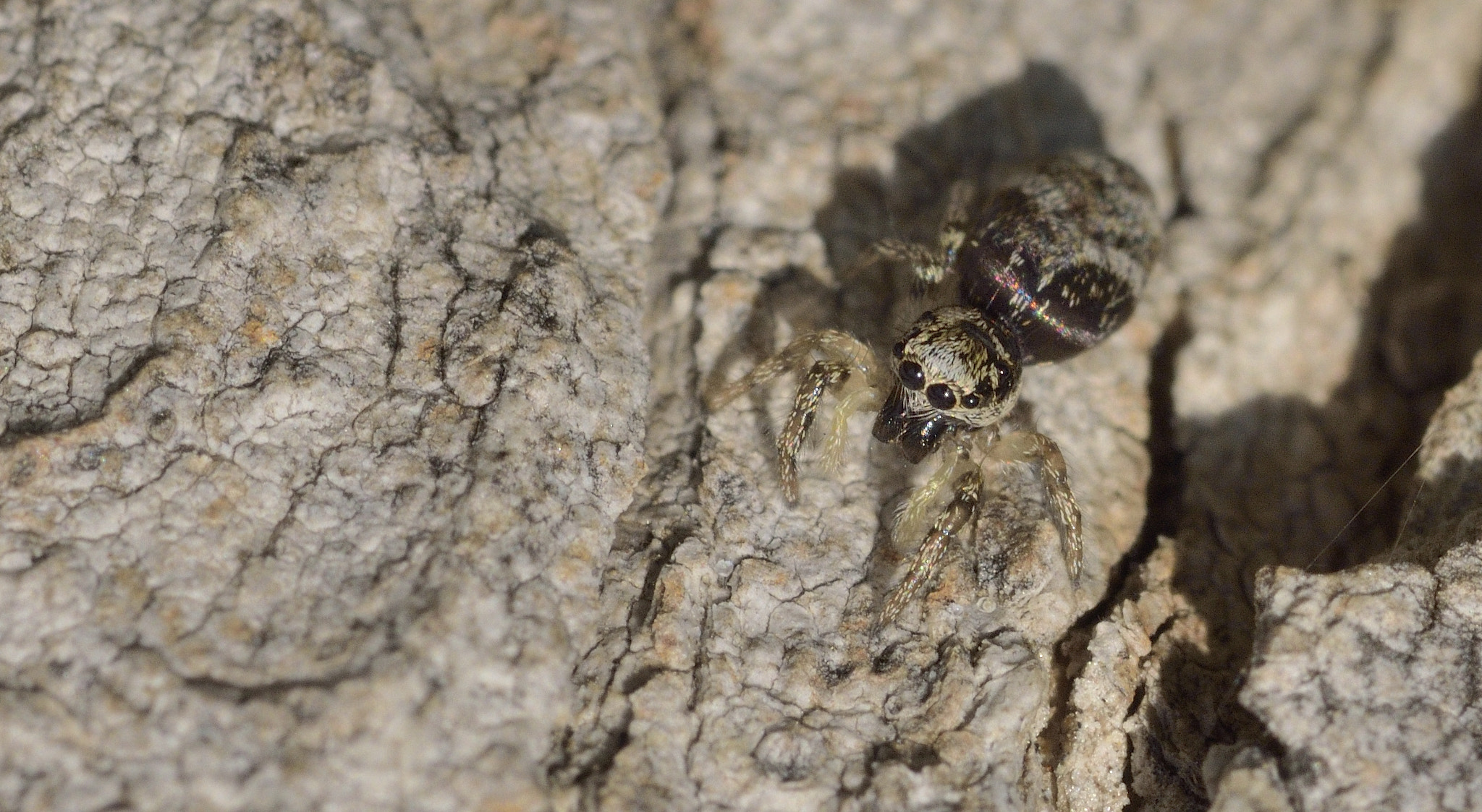 Sigma 105mm F2.8 EX DG OS HSM sample photo. Spider photography