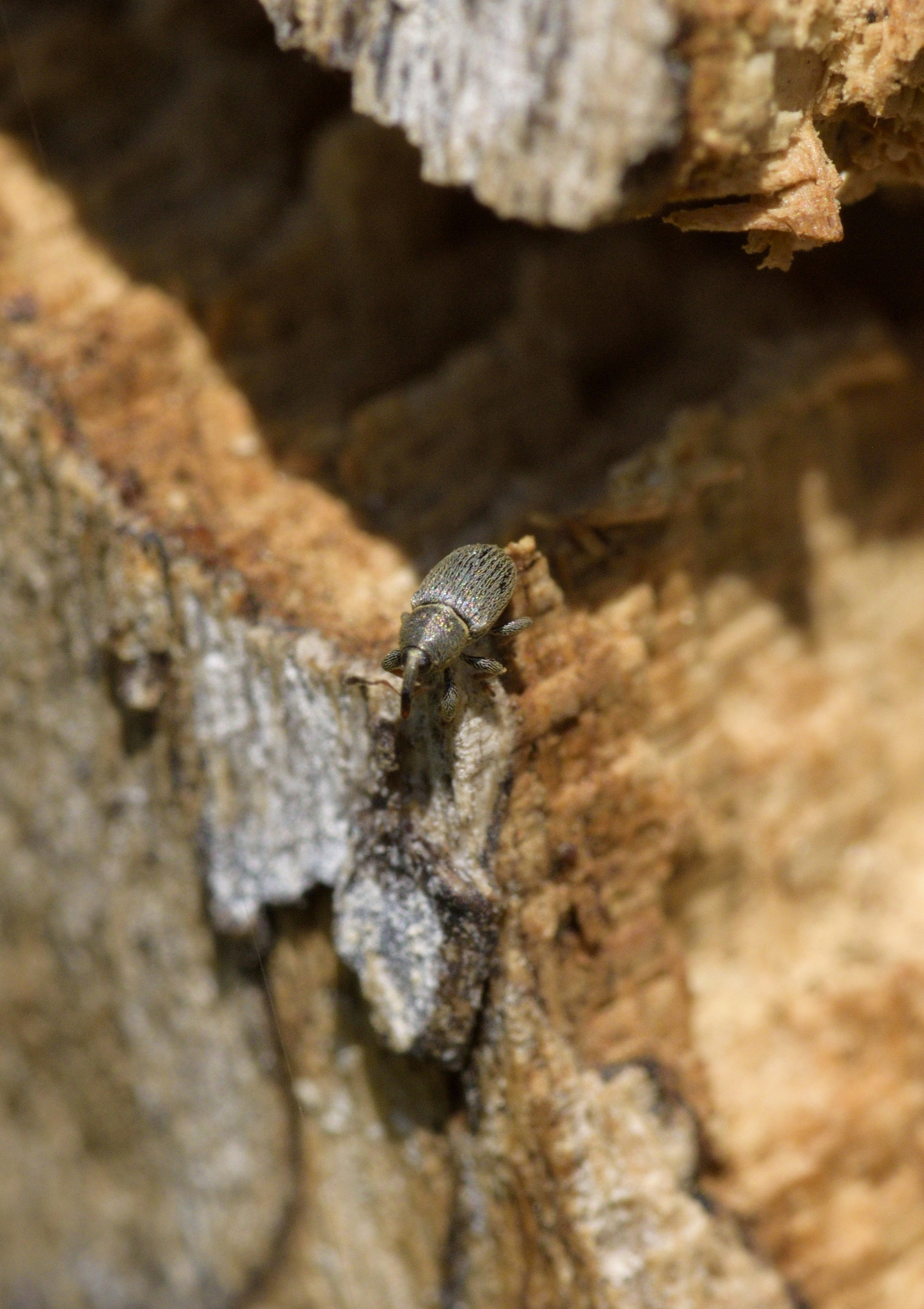 Sigma 105mm F2.8 EX DG OS HSM sample photo. Beetle photography