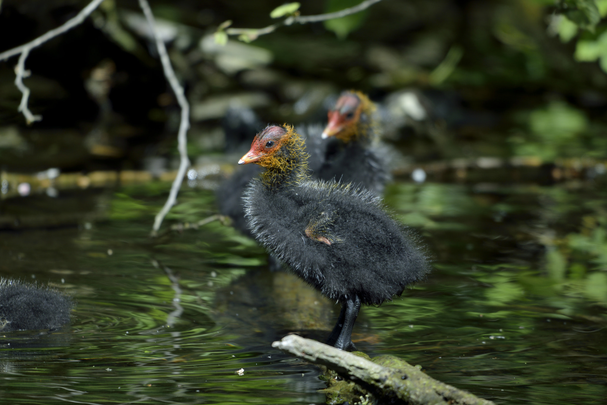 Sigma 150-600mm F5-6.3 DG OS HSM | C sample photo. Baby bird photography