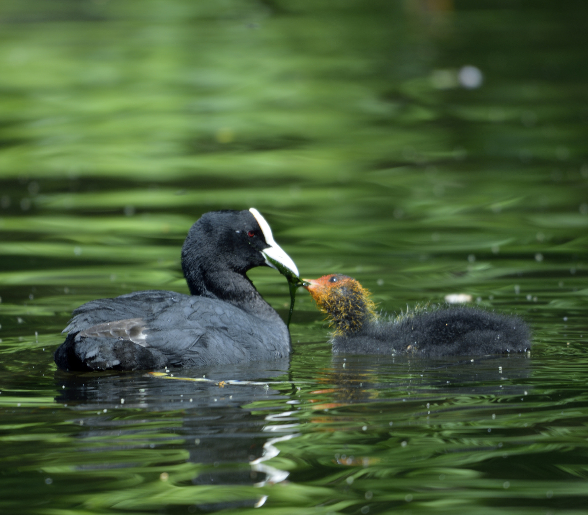 Sigma 150-600mm F5-6.3 DG OS HSM | C sample photo. Feeding time photography