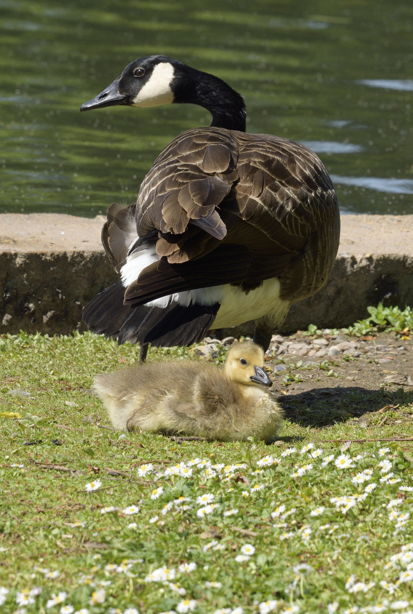 Nikon D3300 + Sigma 150-600mm F5-6.3 DG OS HSM | C sample photo. Goose and chick photography