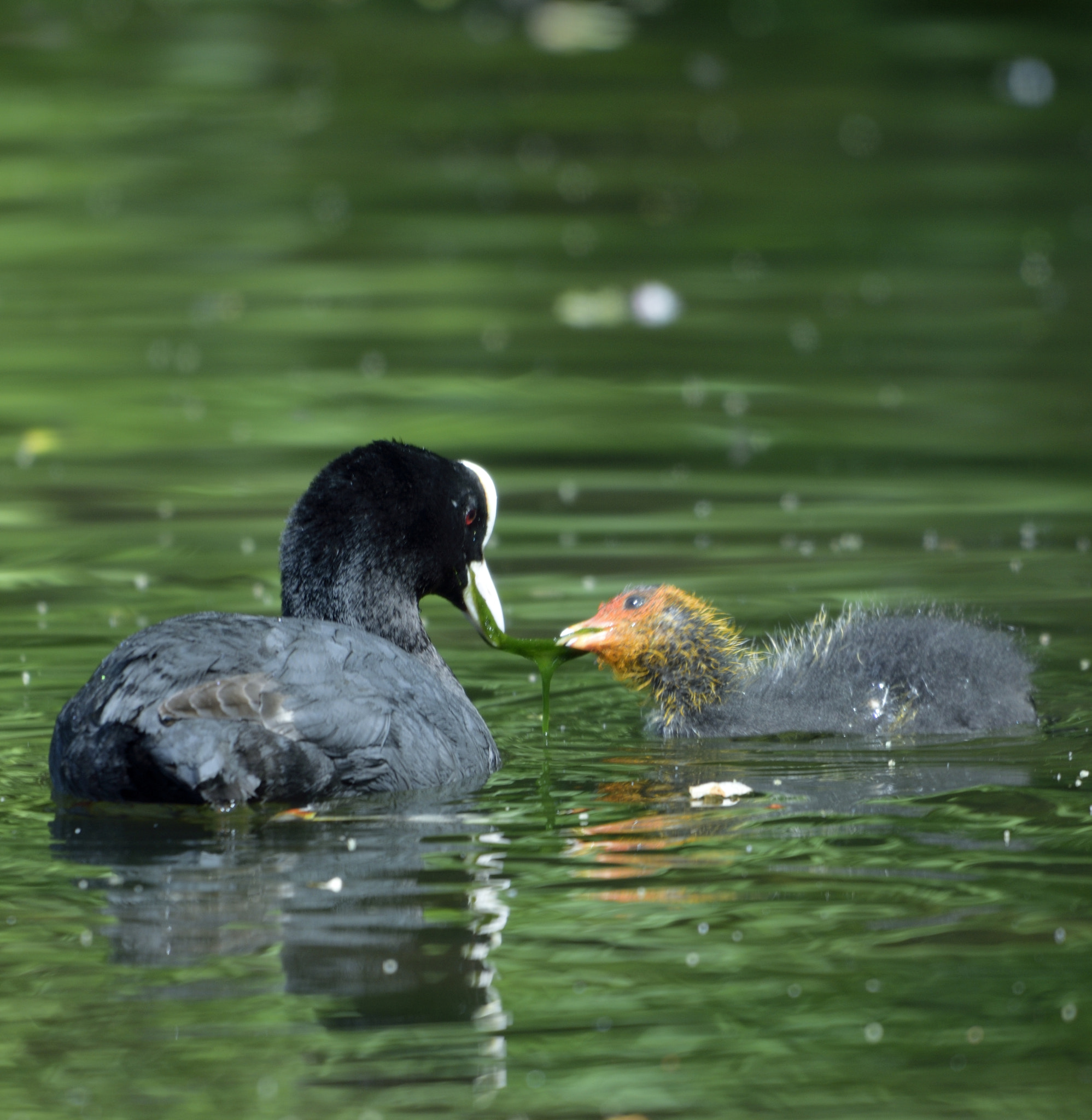 Sigma 150-600mm F5-6.3 DG OS HSM | C sample photo. Feeding time photography