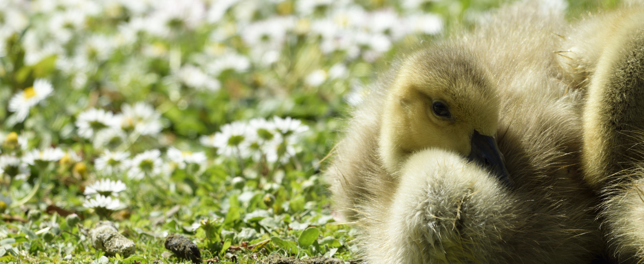 Sigma 150-600mm F5-6.3 DG OS HSM | C sample photo. Daisy chick photography