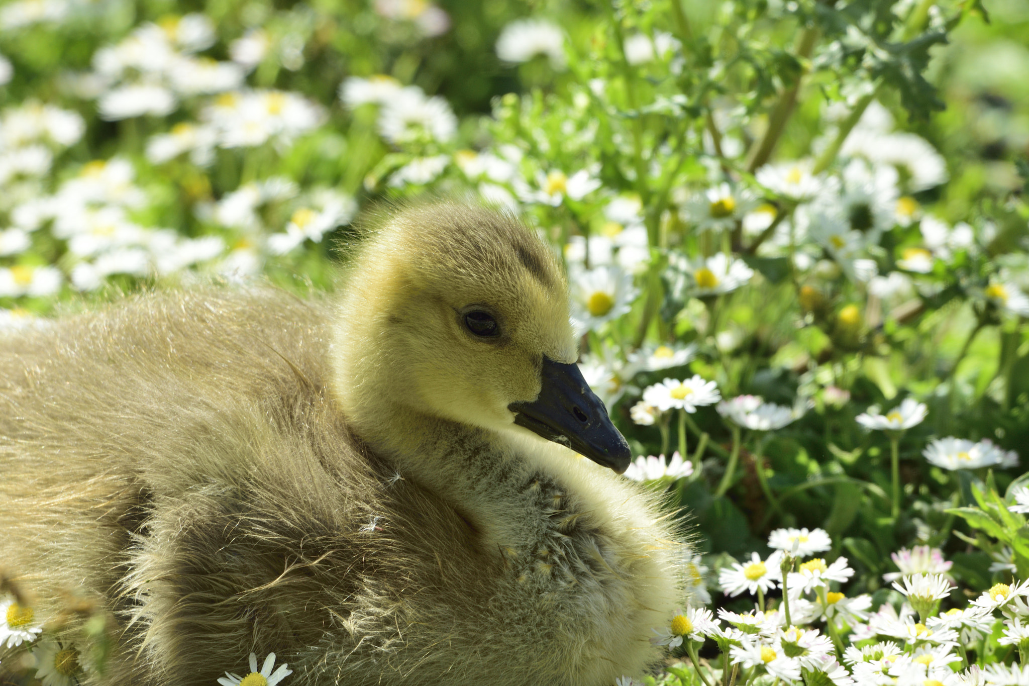 Sigma 150-600mm F5-6.3 DG OS HSM | C sample photo. Daisy chick photography